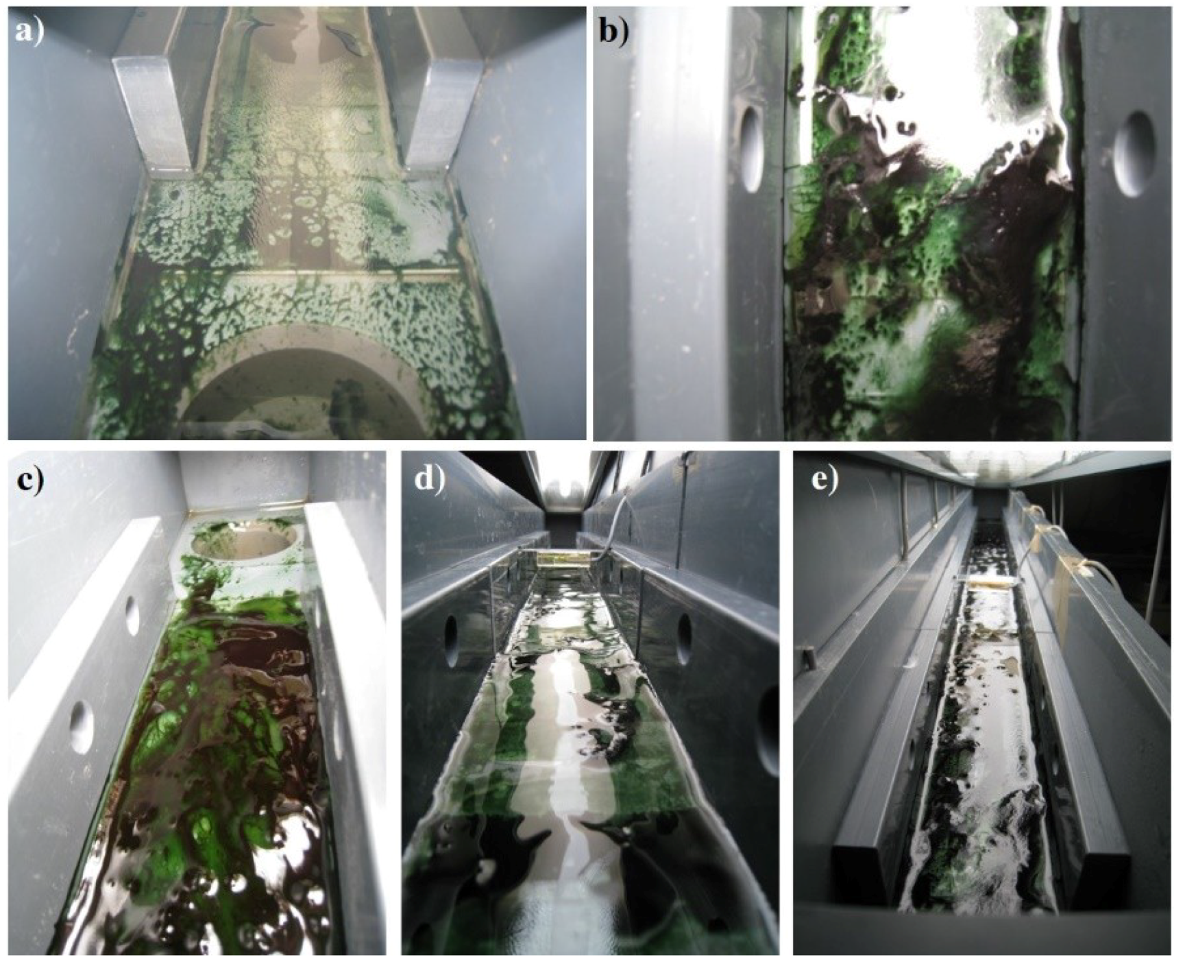 Microorganisms 07 00252 g003