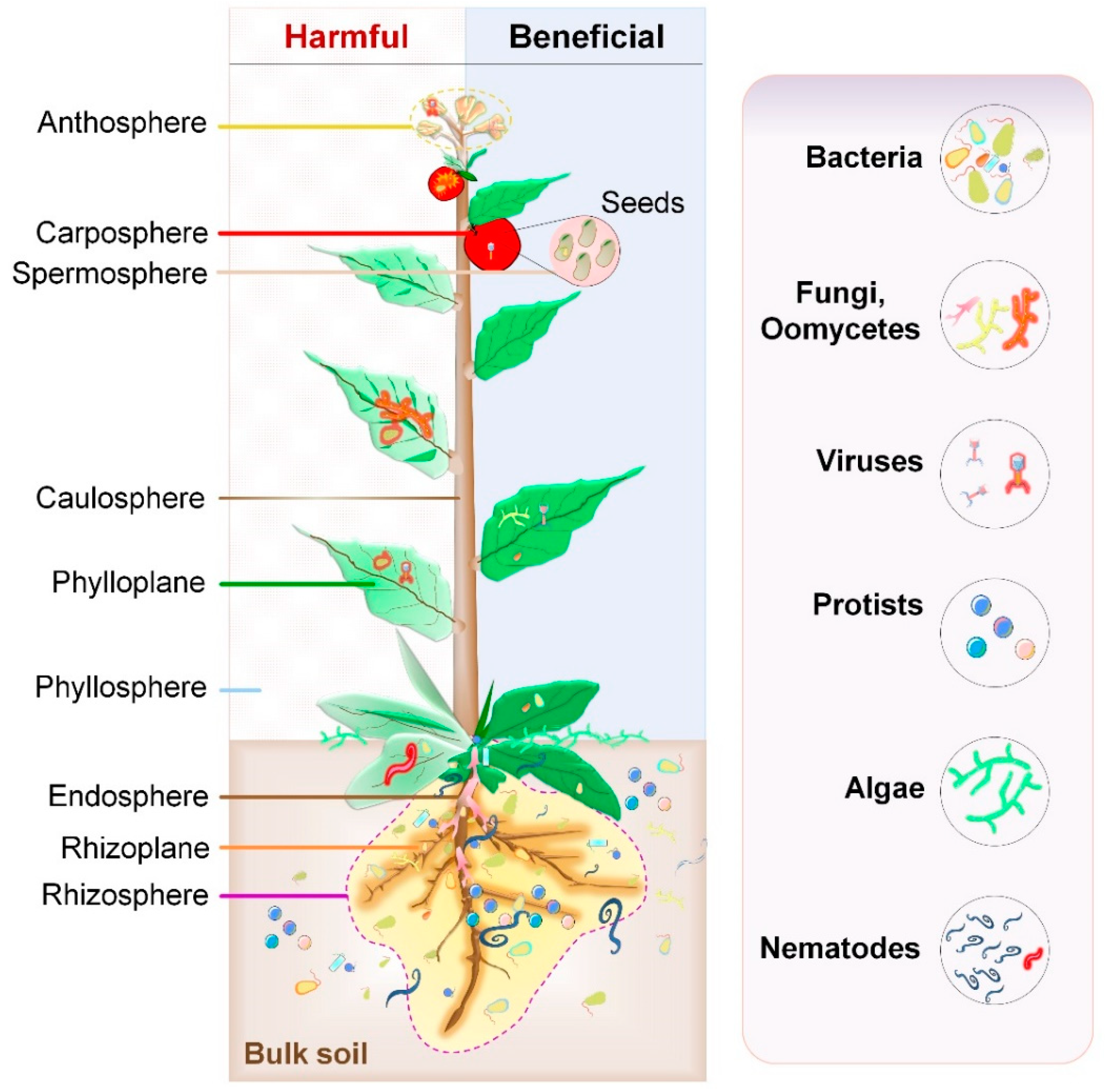 Microorganisms | Free Full-Text | Exploration of Plant-Microbe Interactions  for Sustainable Agriculture in CRISPR Era | HTML