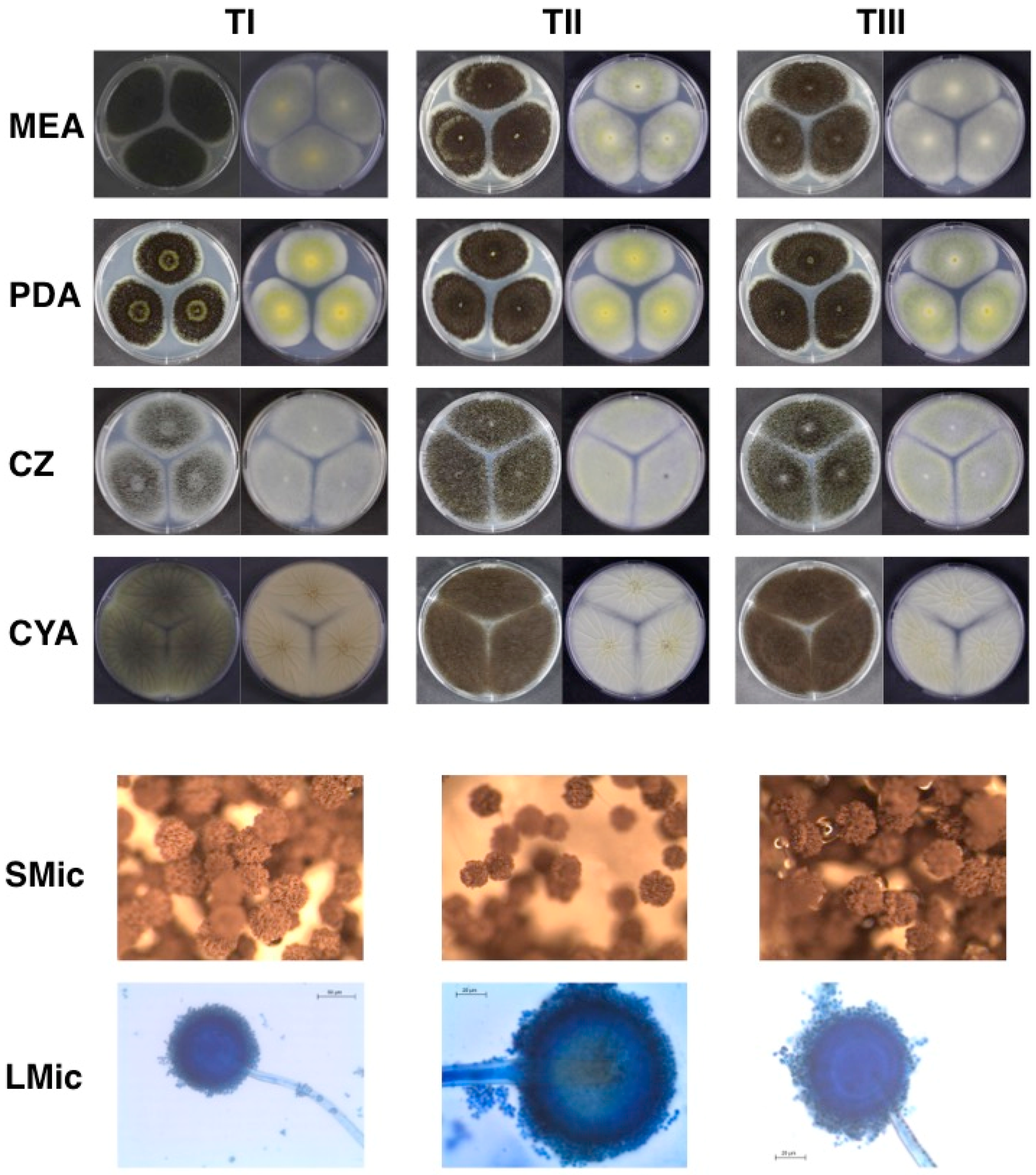 Microorganisms 07 00291 g001