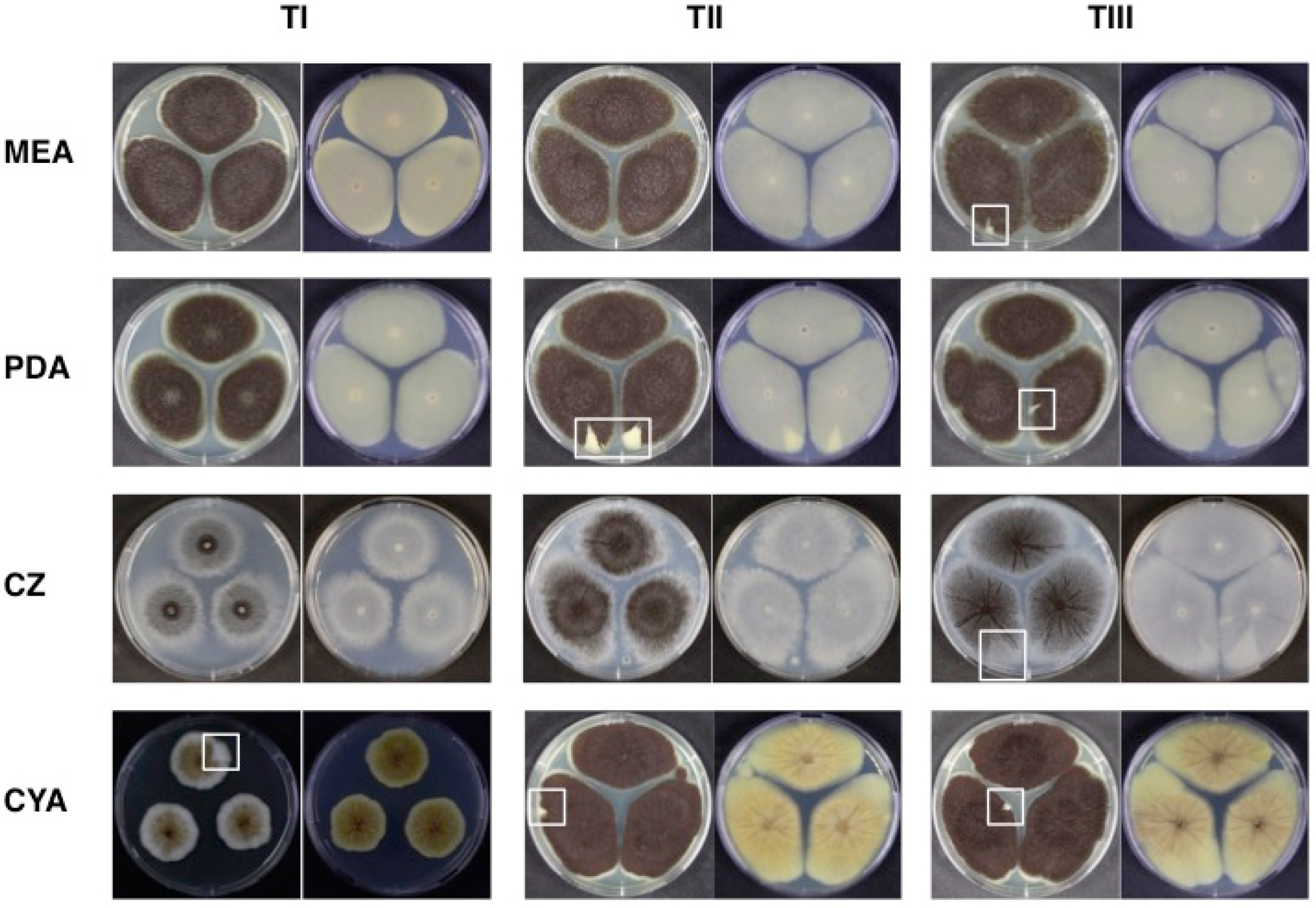 Microorganisms 07 00291 g002