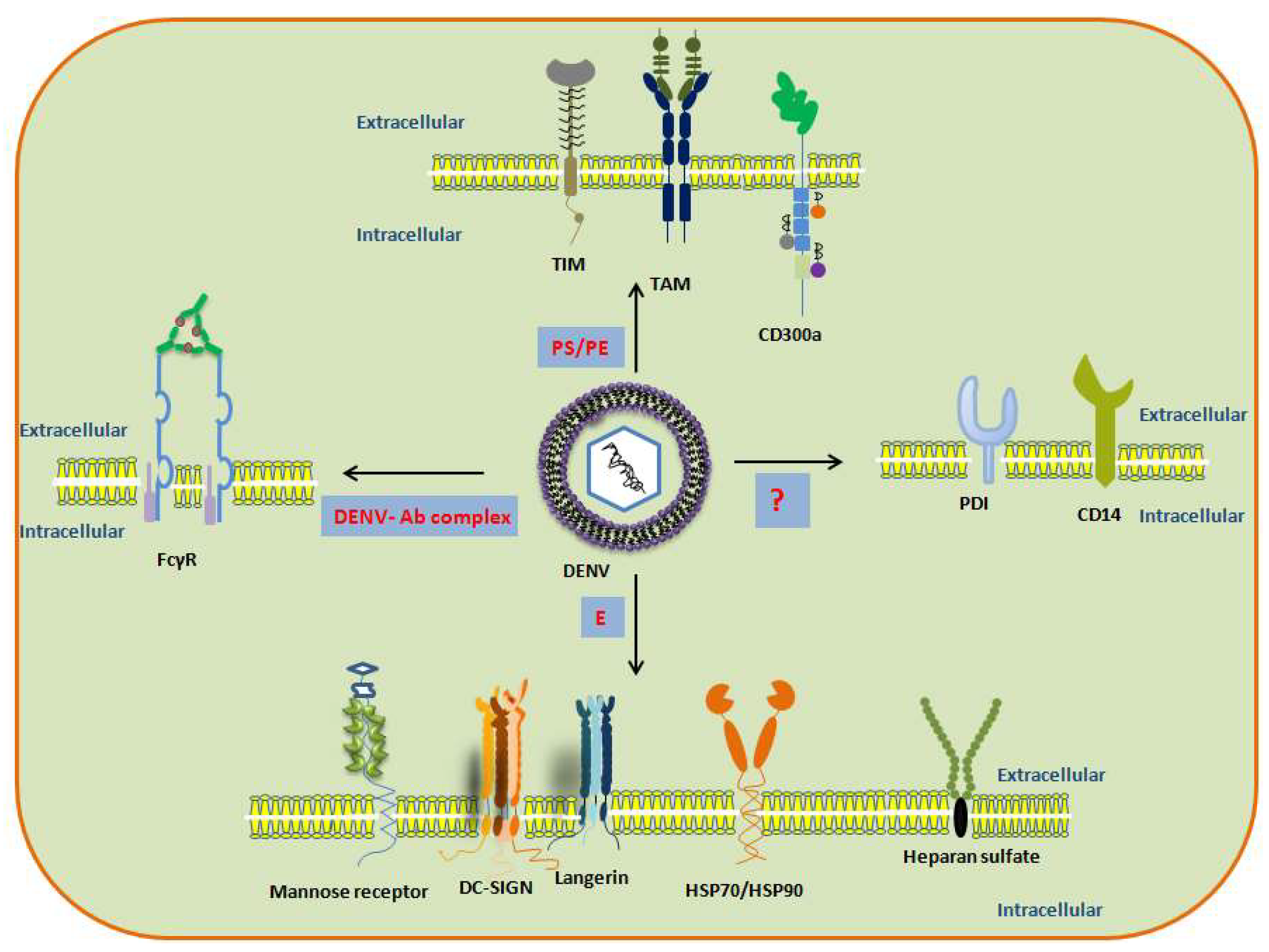 The pathogen that causes pneumonia picture