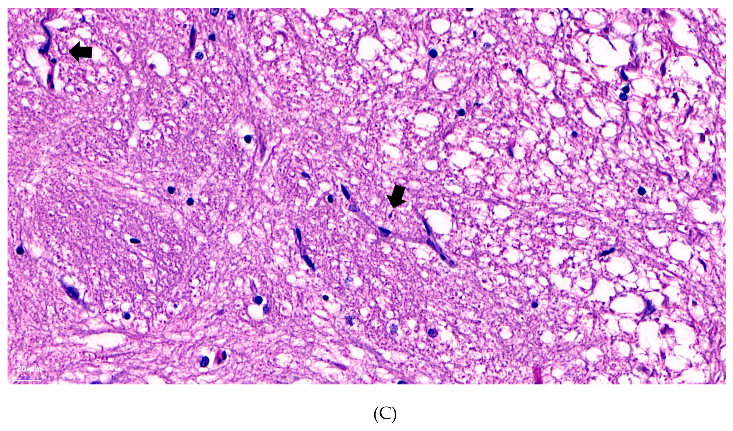 Microorganisms 07 00330 g004b Microorganisms 07 00330 g004b