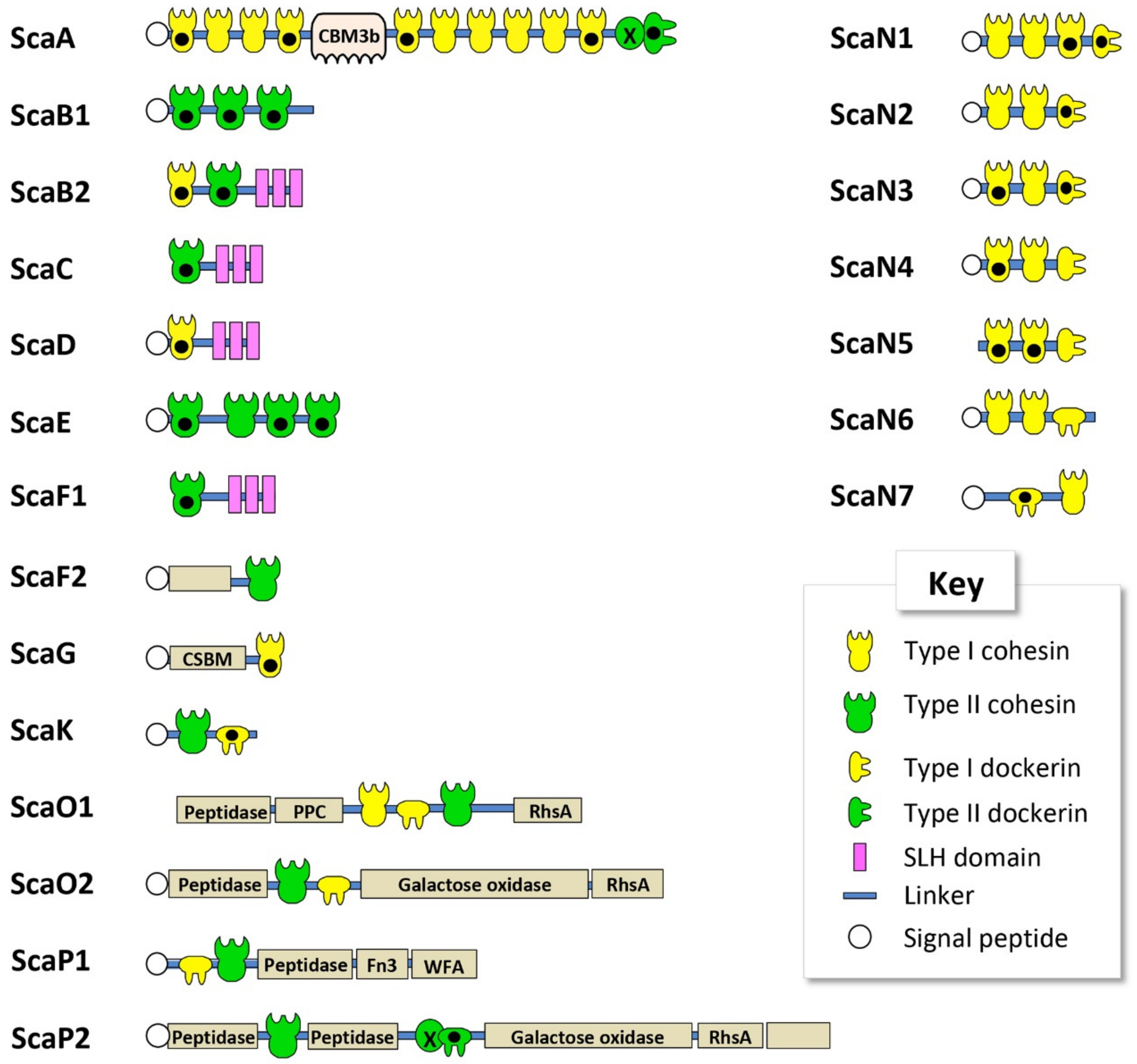 Microorganisms 07 00347 g001 Microorganisms 07 00347 g001