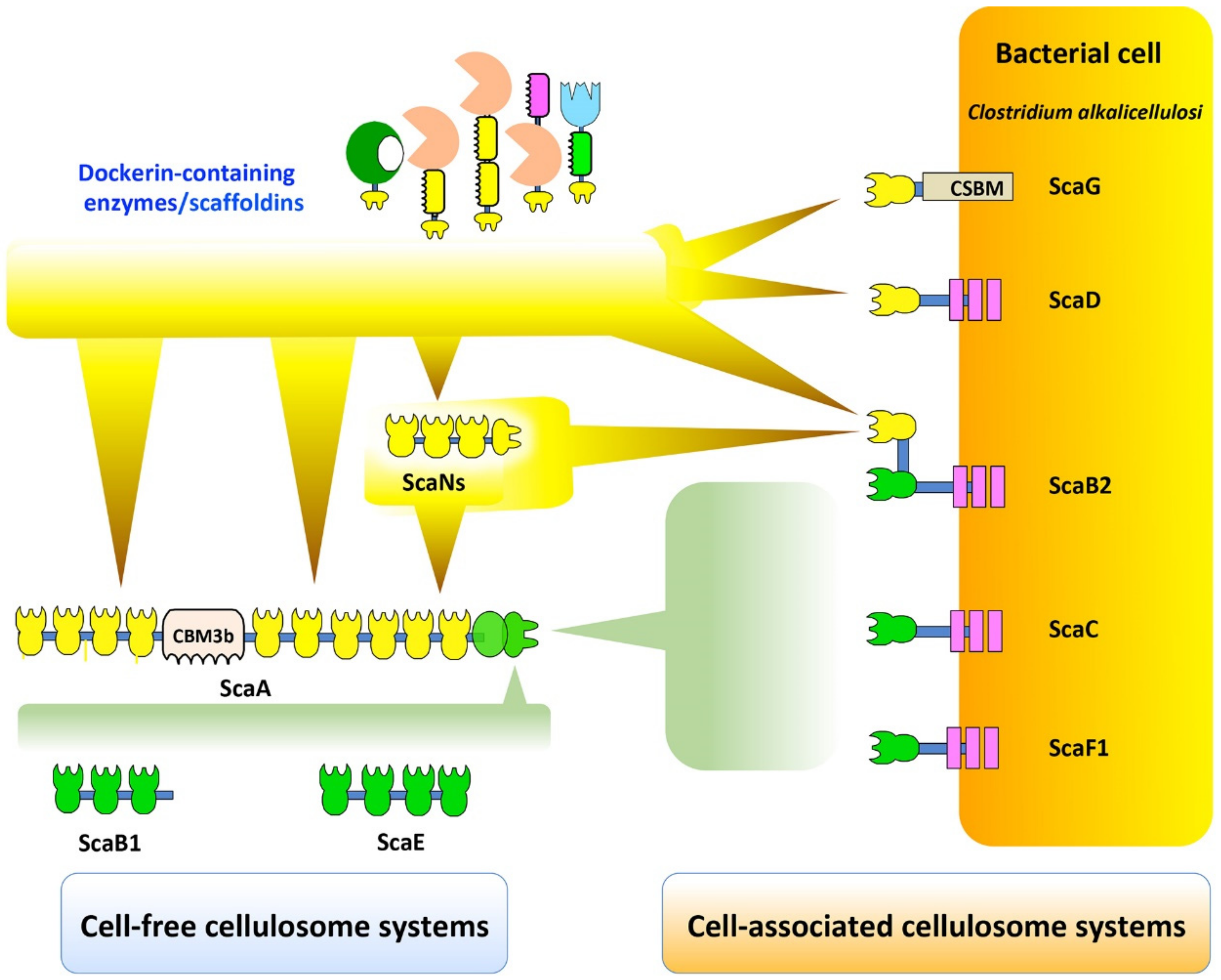 Microorganisms 07 00347 g005 Microorganisms 07 00347 g005