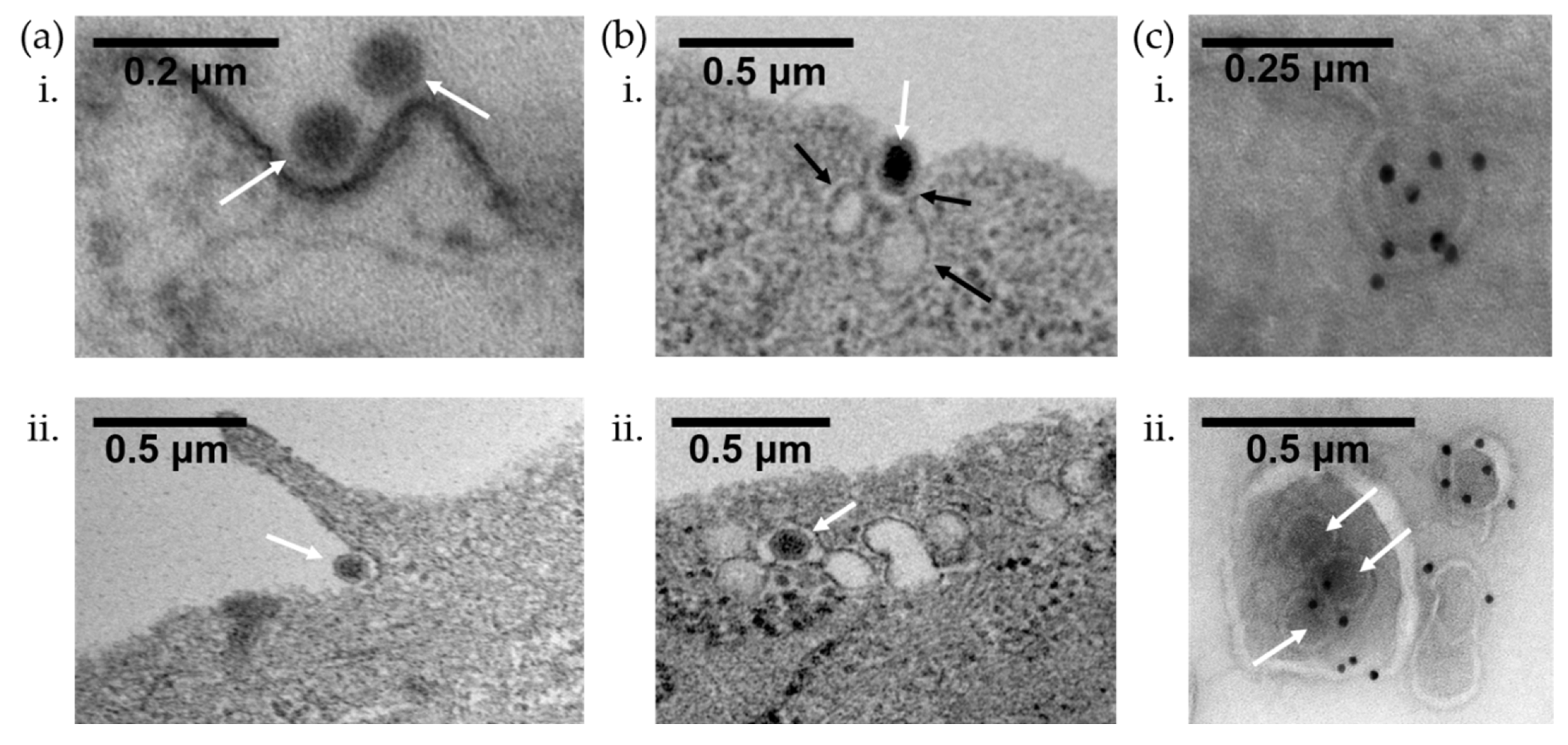 Microorganisms 07 00351 g003 Microorganisms 07 00351 g003