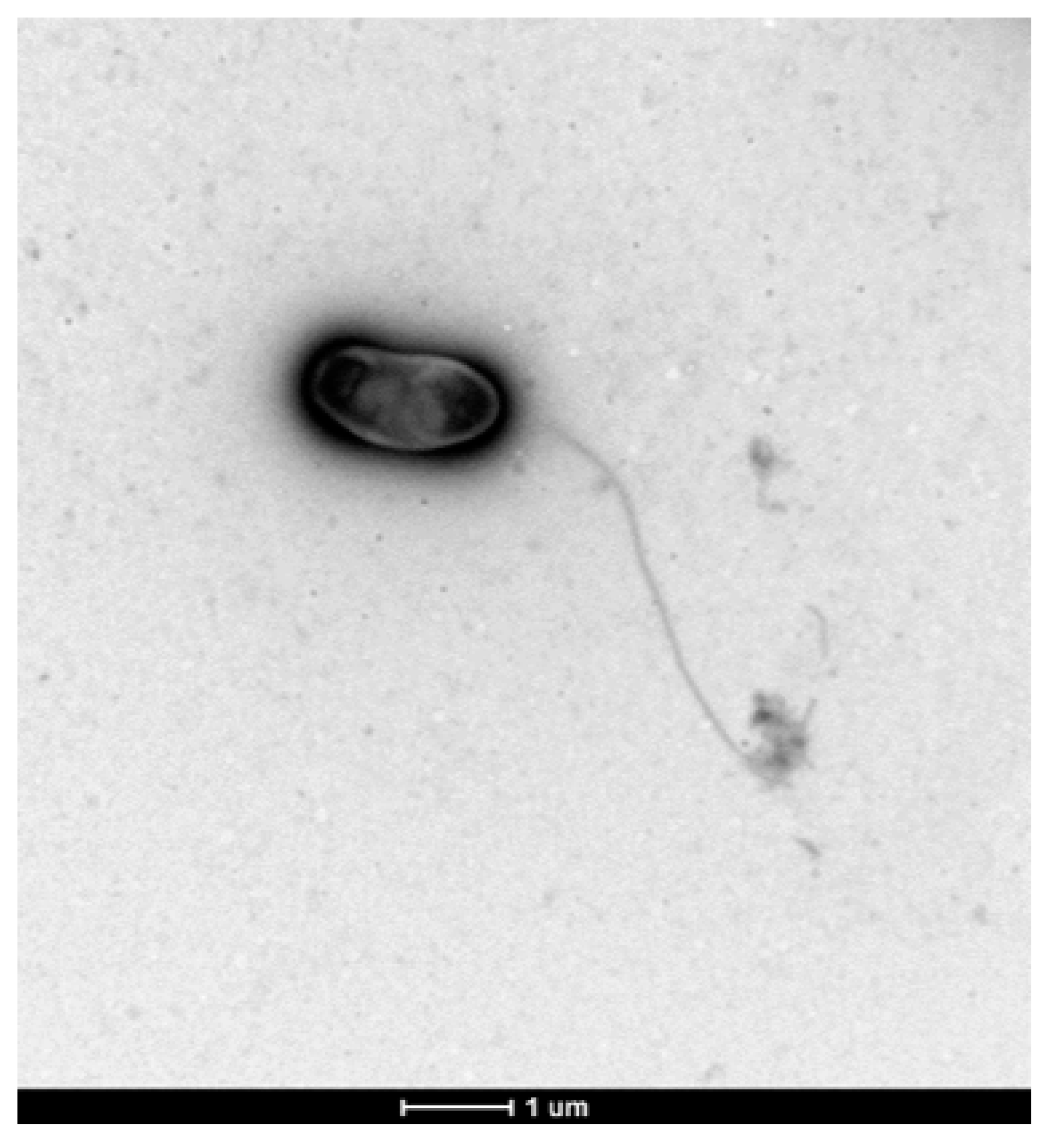 Microorganisms 07 00354 g002 Microorganisms 07 00354 g002