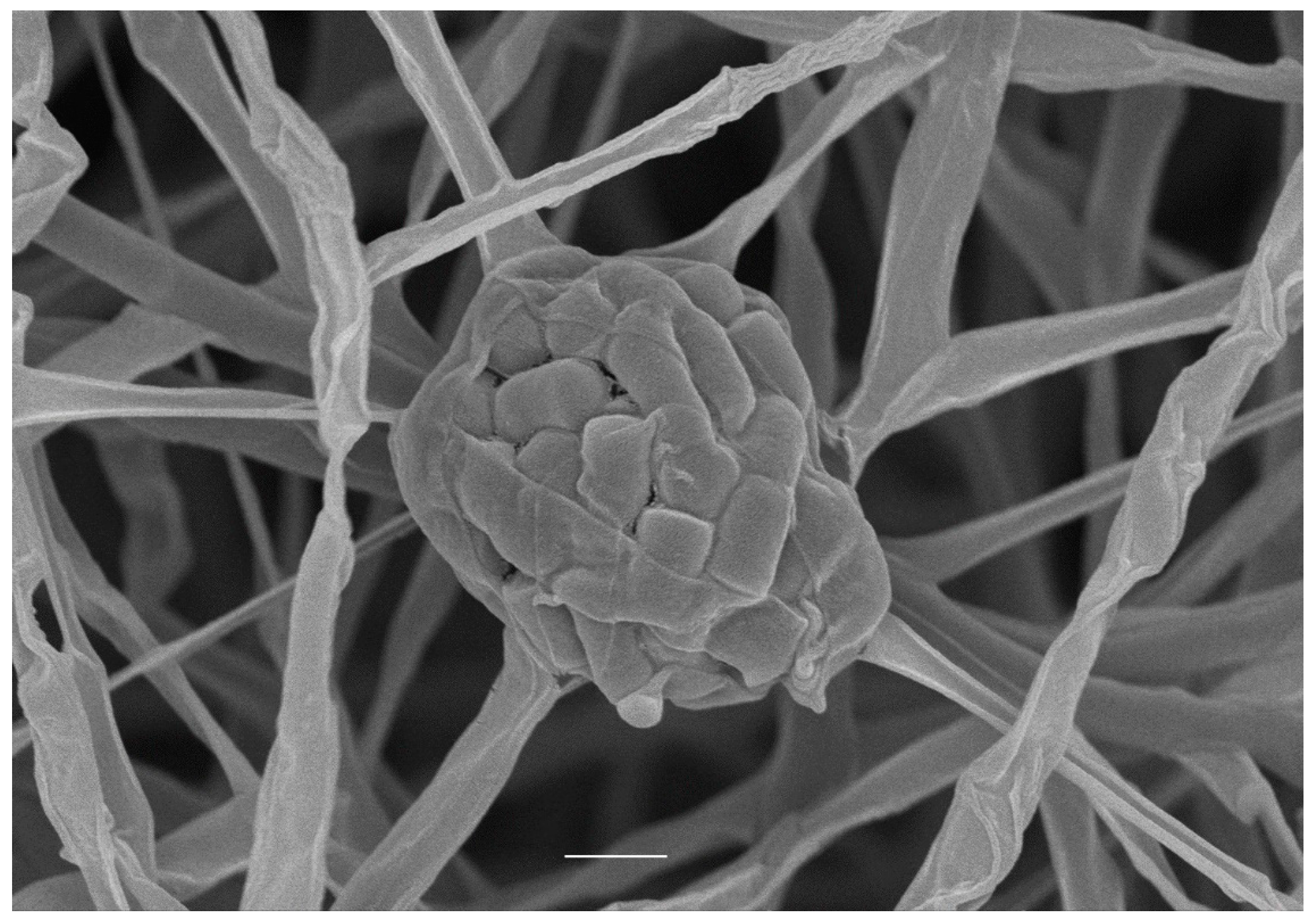 Microorganisms 07 00360 g001 Microorganisms 07 00360 g001