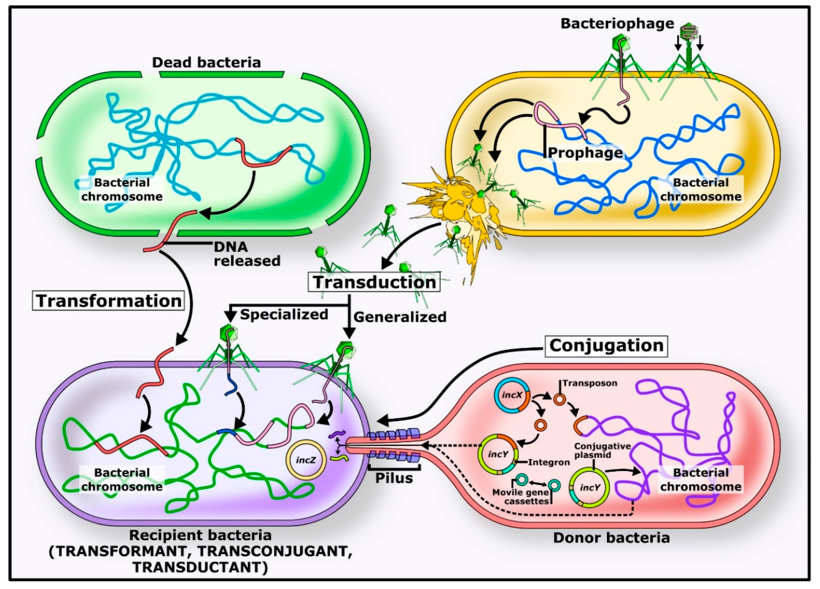 Microorganisms, Free Full-Text