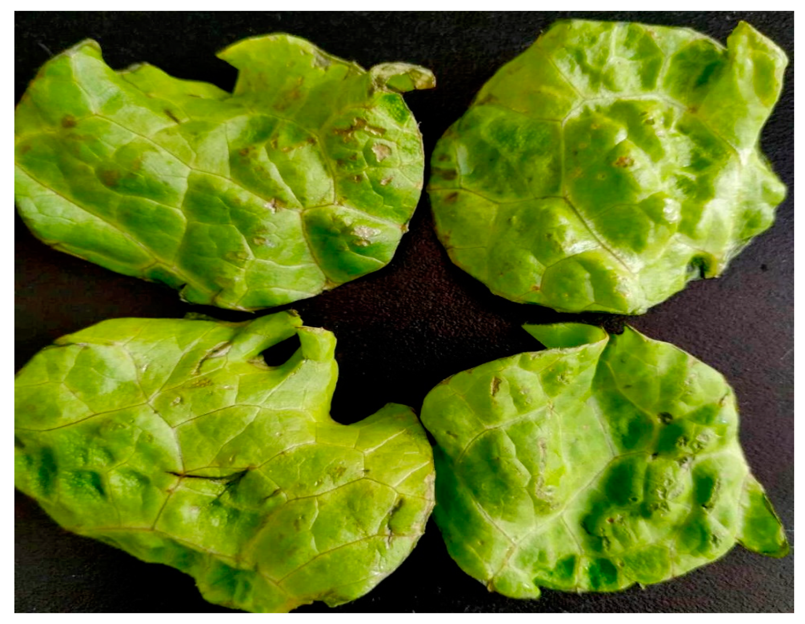 Microorganisms 07 00373 g001 Microorganisms 07 00373 g001