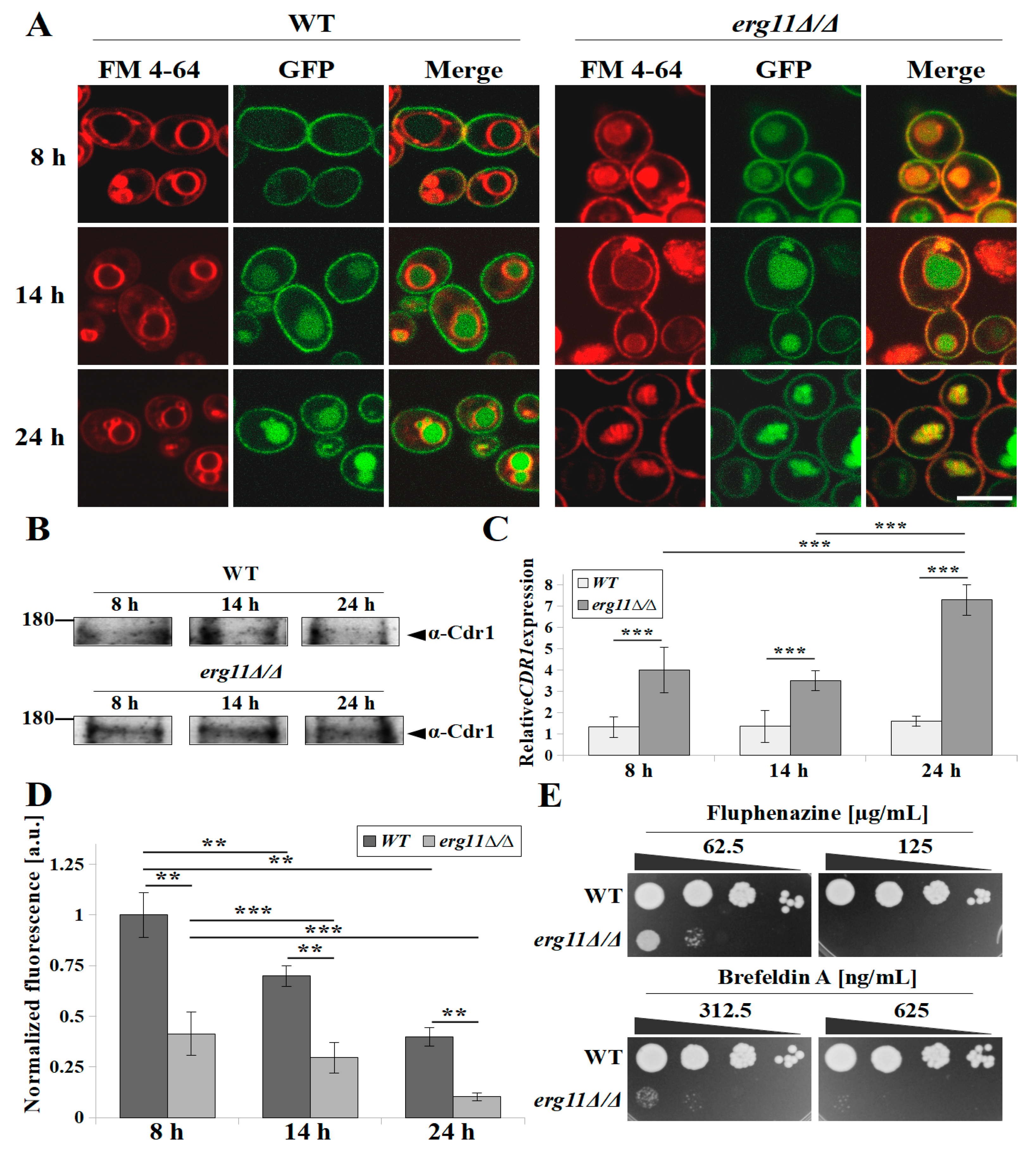 Microorganisms 07 00378 g004 Microorganisms 07 00378 g004
