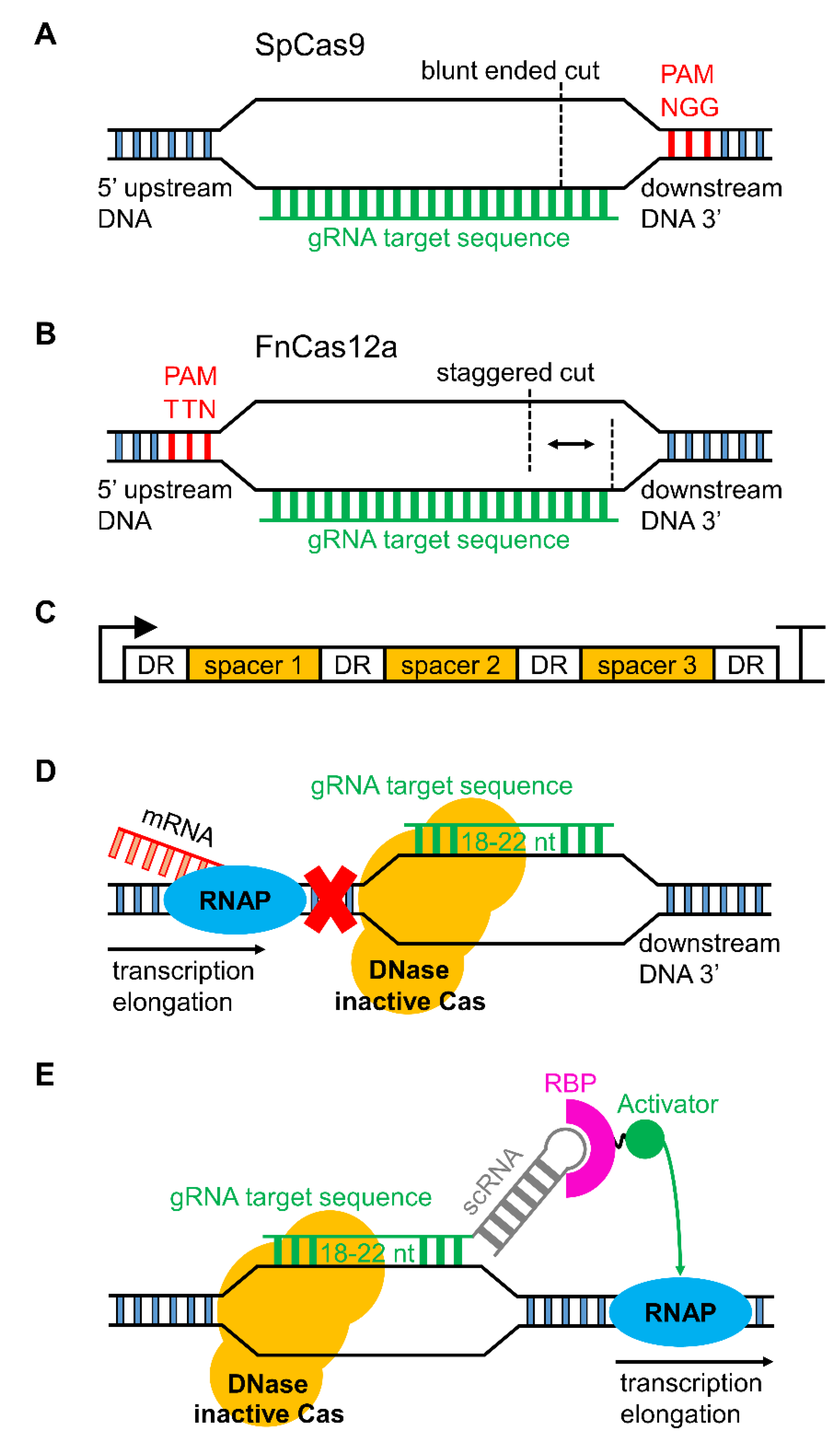 Microorganisms Free Full Text Emerging Species And Genome Editing Tools Future Prospects In Cyanobacterial Synthetic Biology Html Microorganisms Free Full Text Emerging Species And Genome Editing Tools Future Prospects In Cyanobacterial Synthetic Biology Html