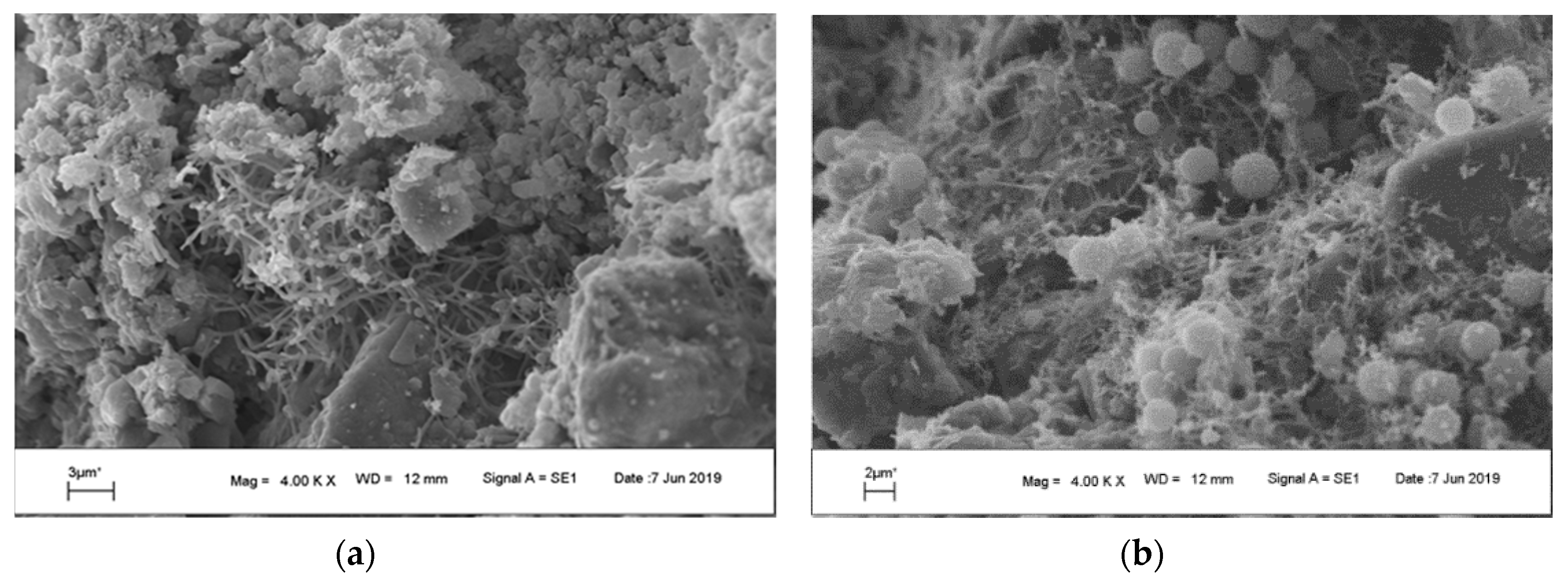 Microorganisms 07 00416 g004 Microorganisms 07 00416 g004