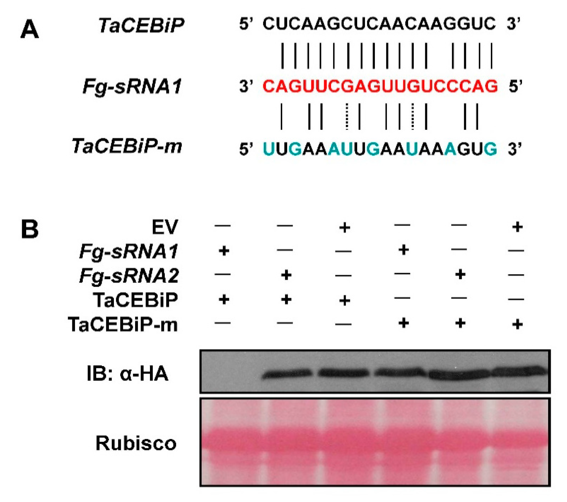 Microorganisms 07 00425 g006