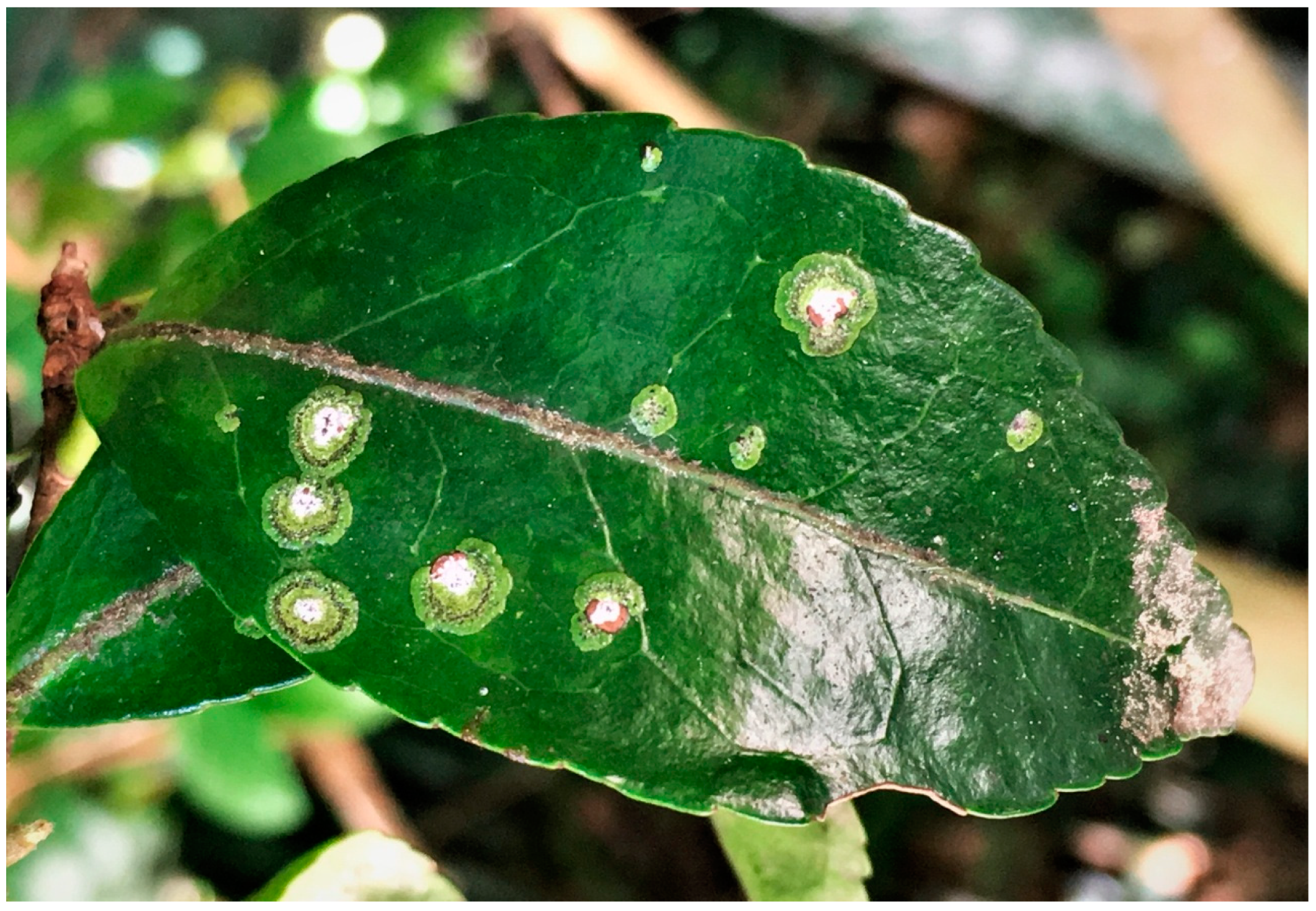 Microorganisms 07 00430 g001