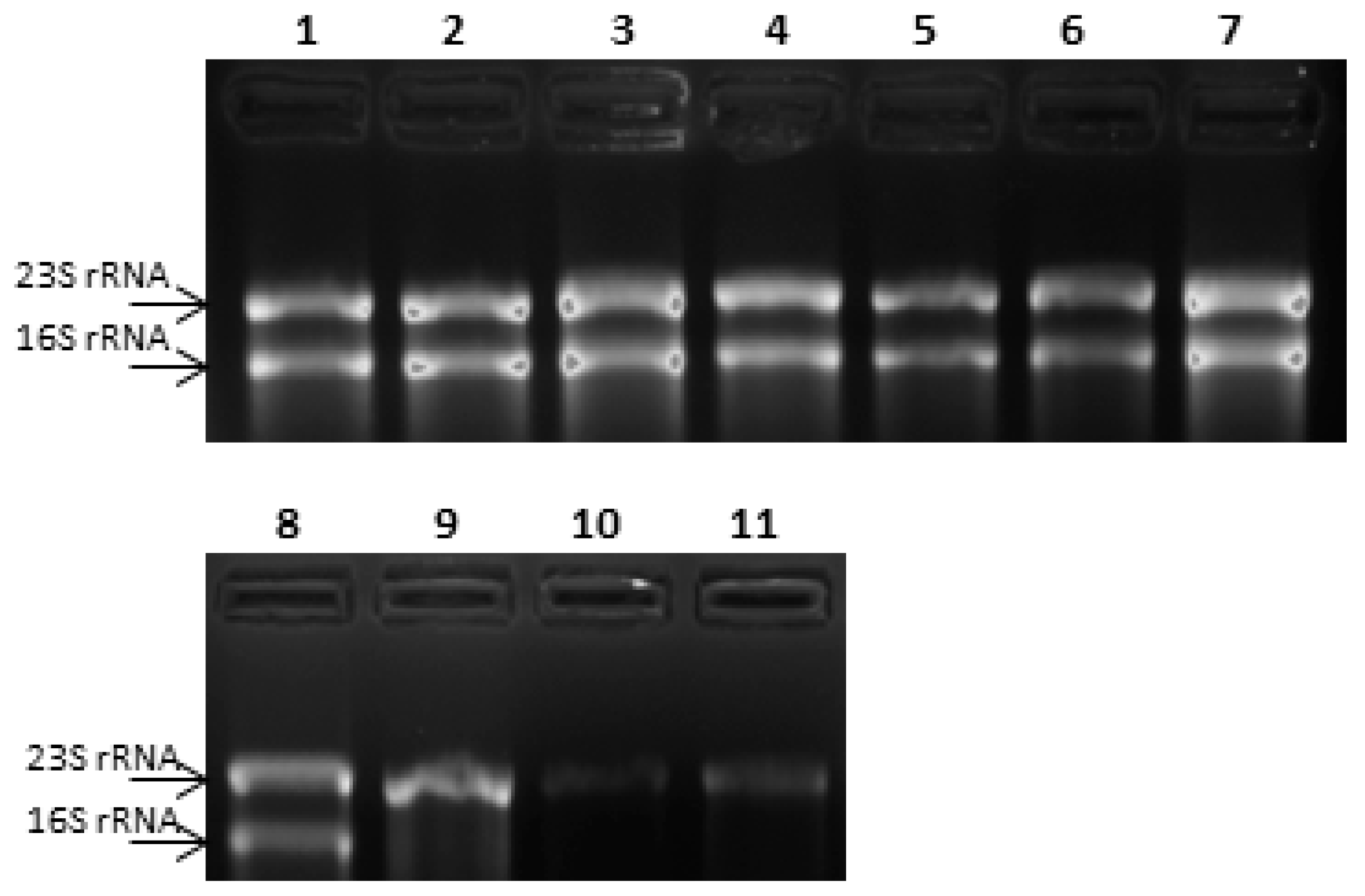 Microorganisms 07 00438 g003