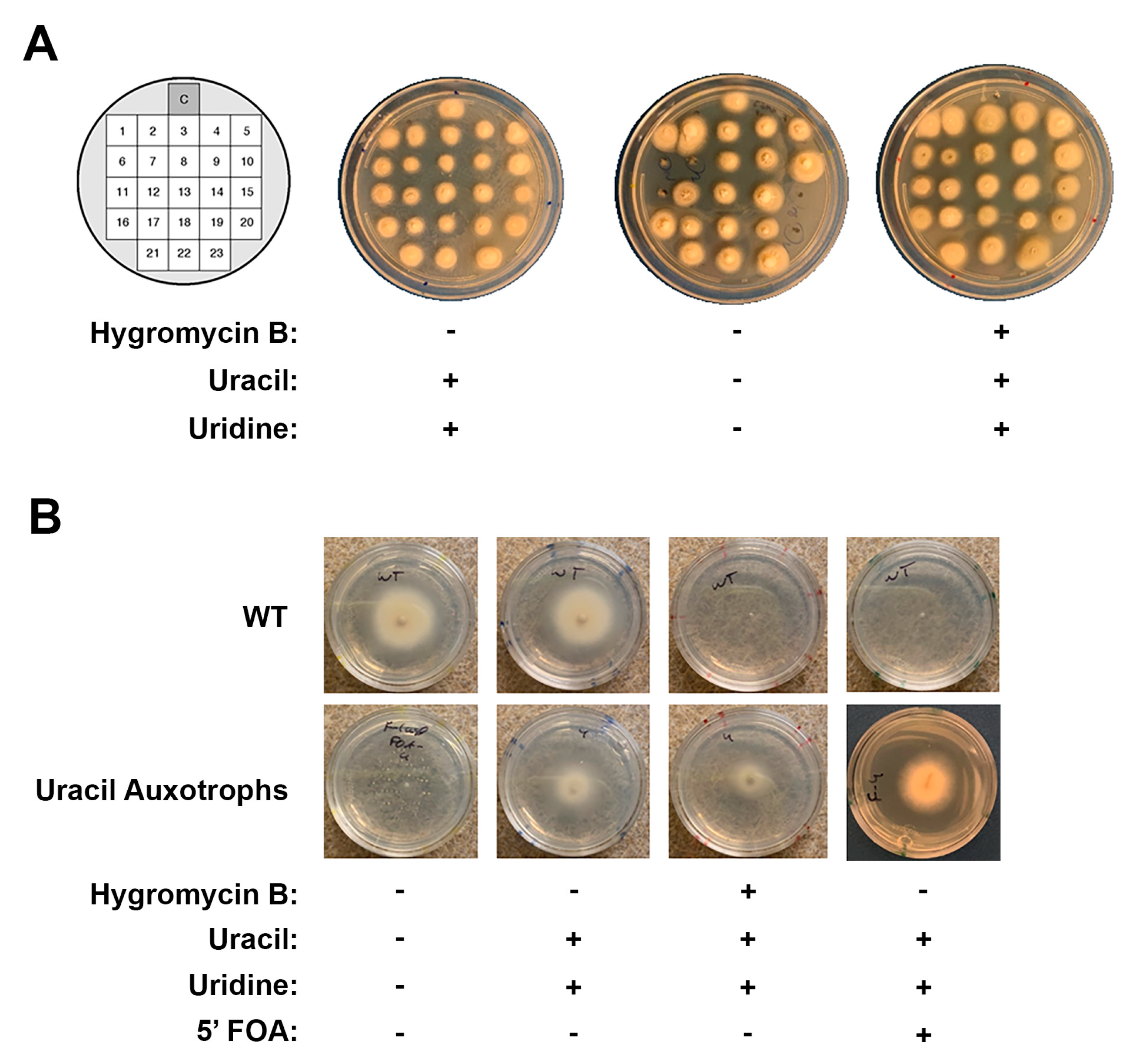 Microorganisms 07 00457 g002