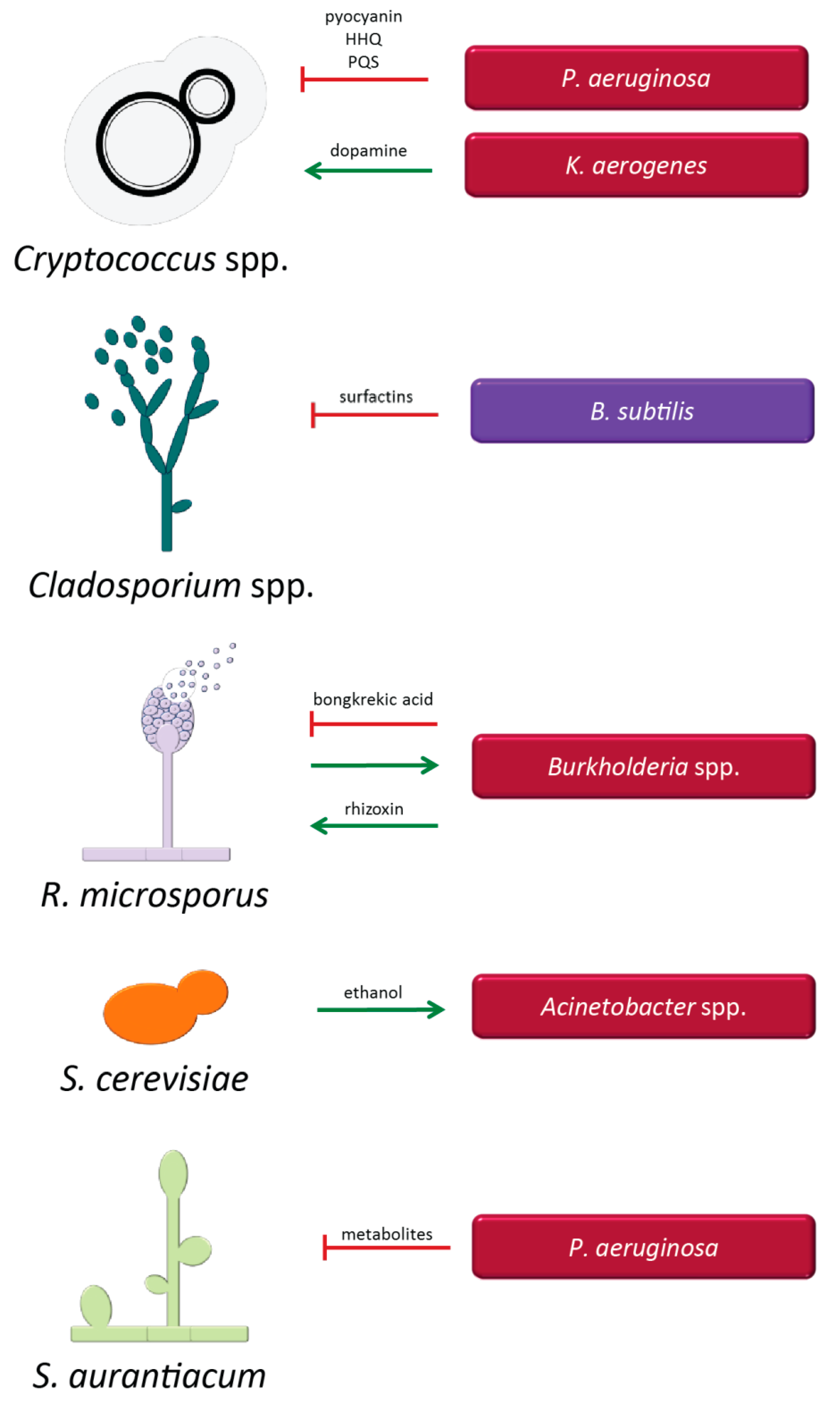 Microorganisms 07 00459 g003