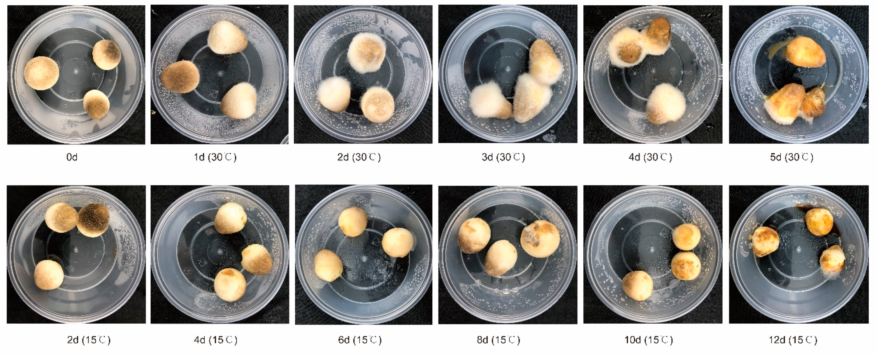 Microorganisms 07 00475 g001 Microorganisms 07 00475 g001