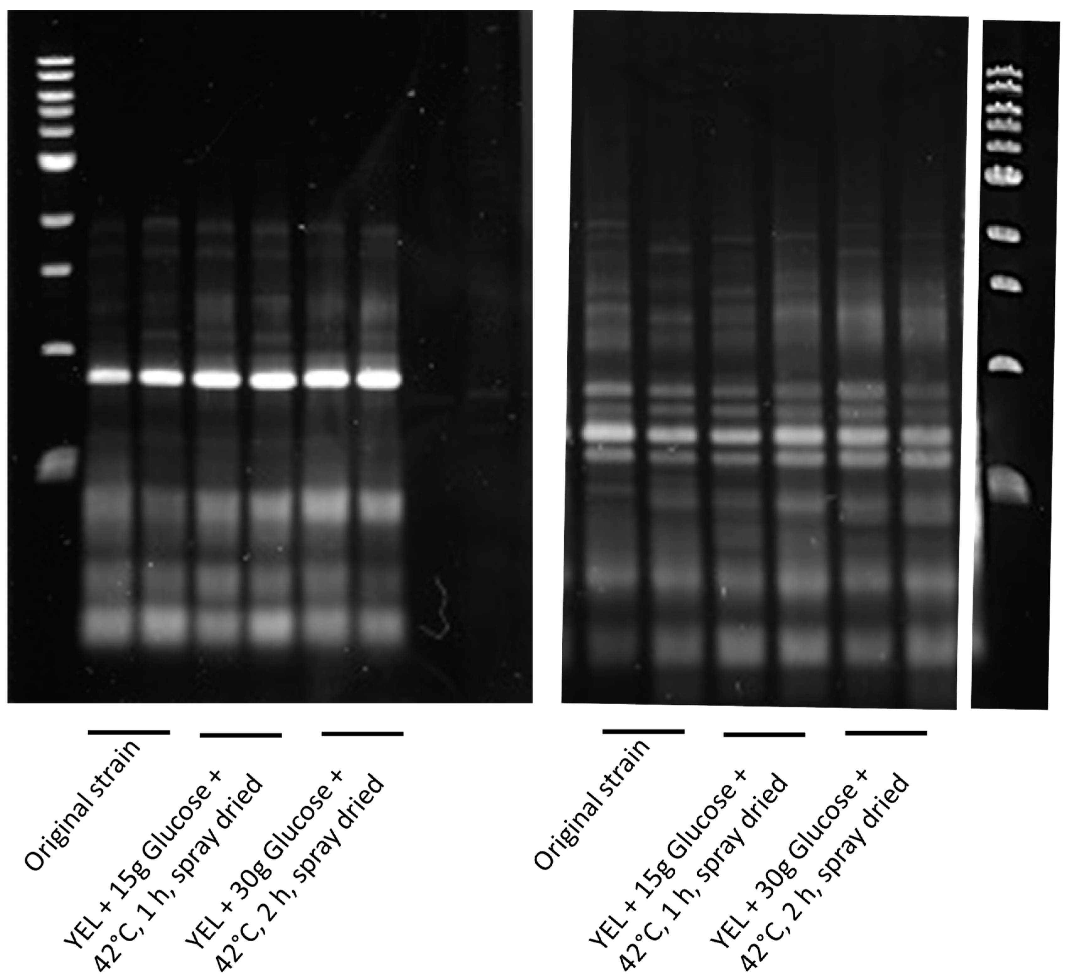 Microorganisms 07 00477 g003