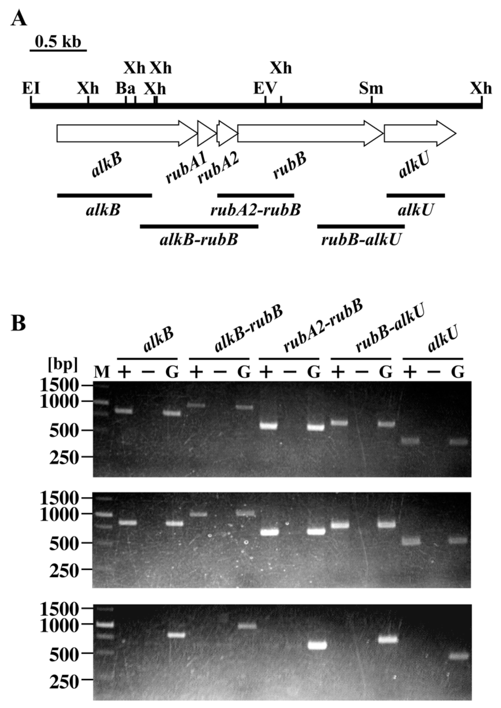 Microorganisms 07 00479 g002