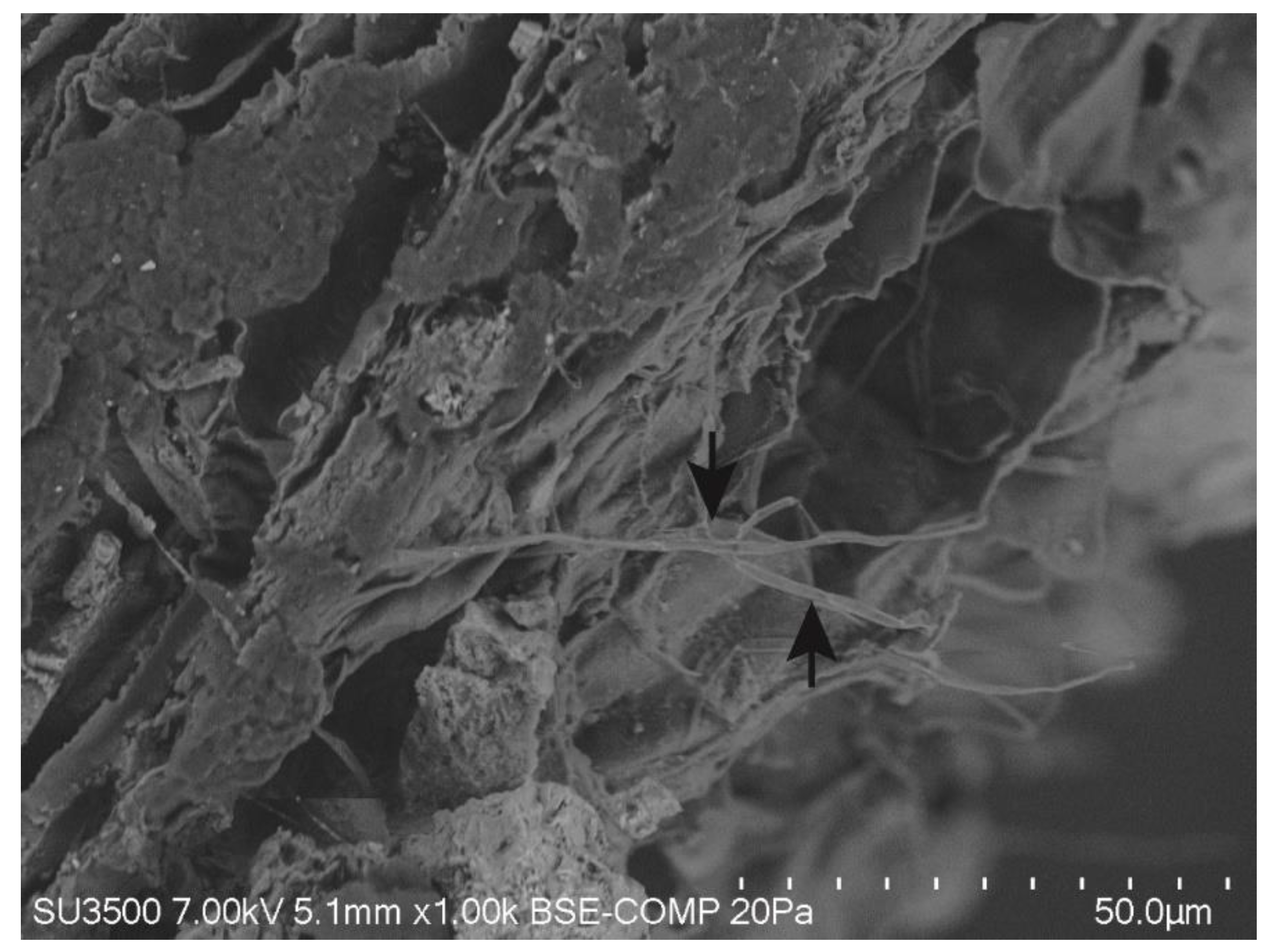 Microorganisms 07 00490 g002