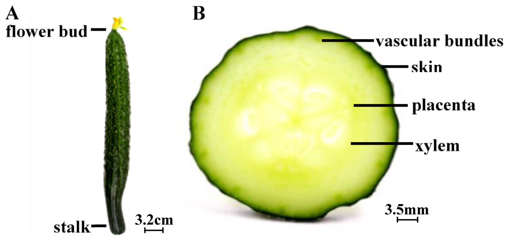Microorganisms 07 00499 g001