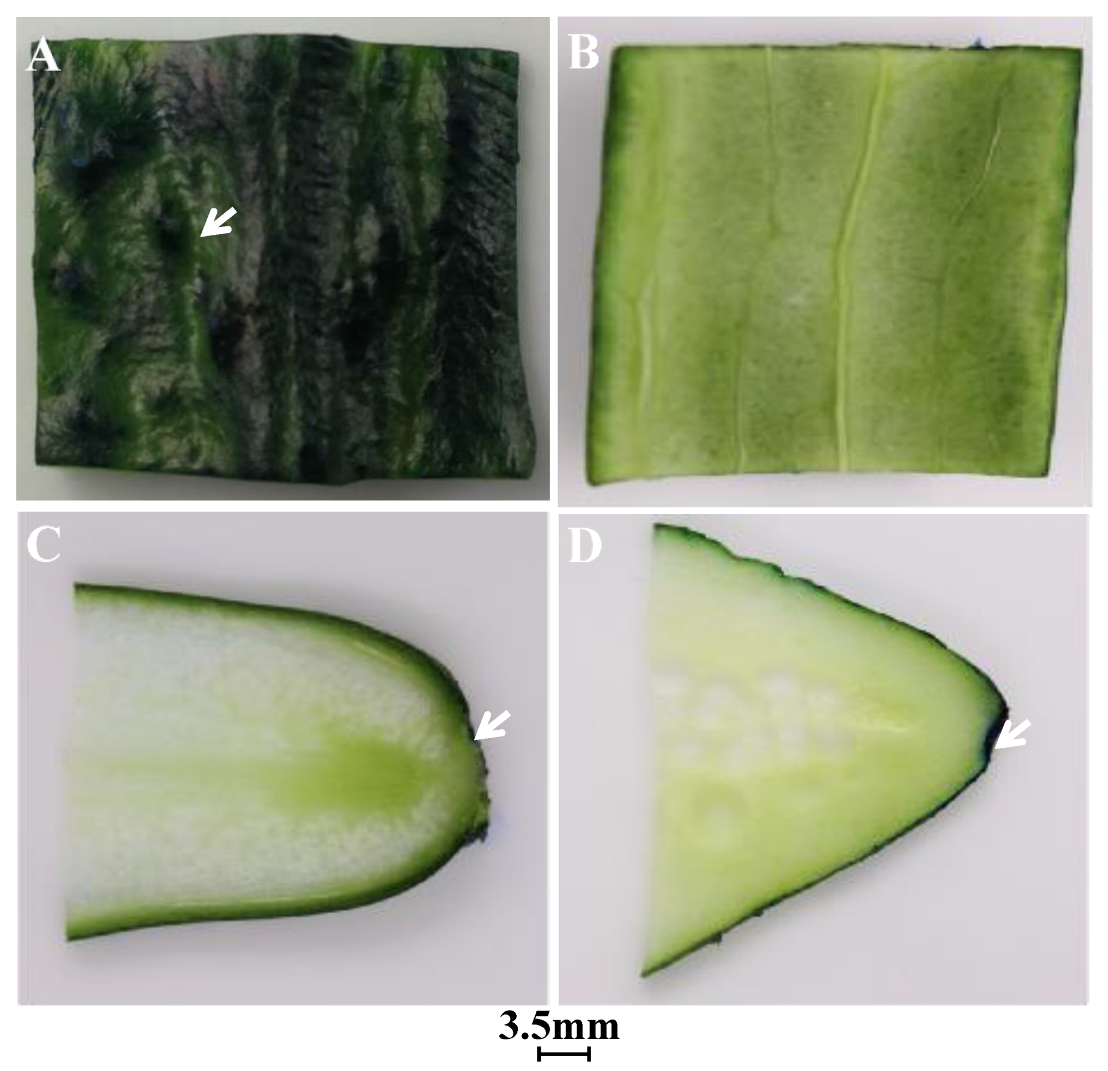 Microorganisms 07 00499 g002