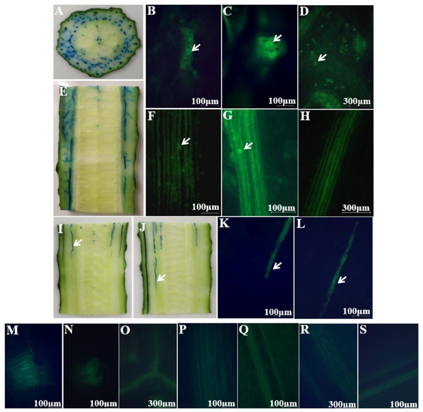 Microorganisms 07 00499 g005