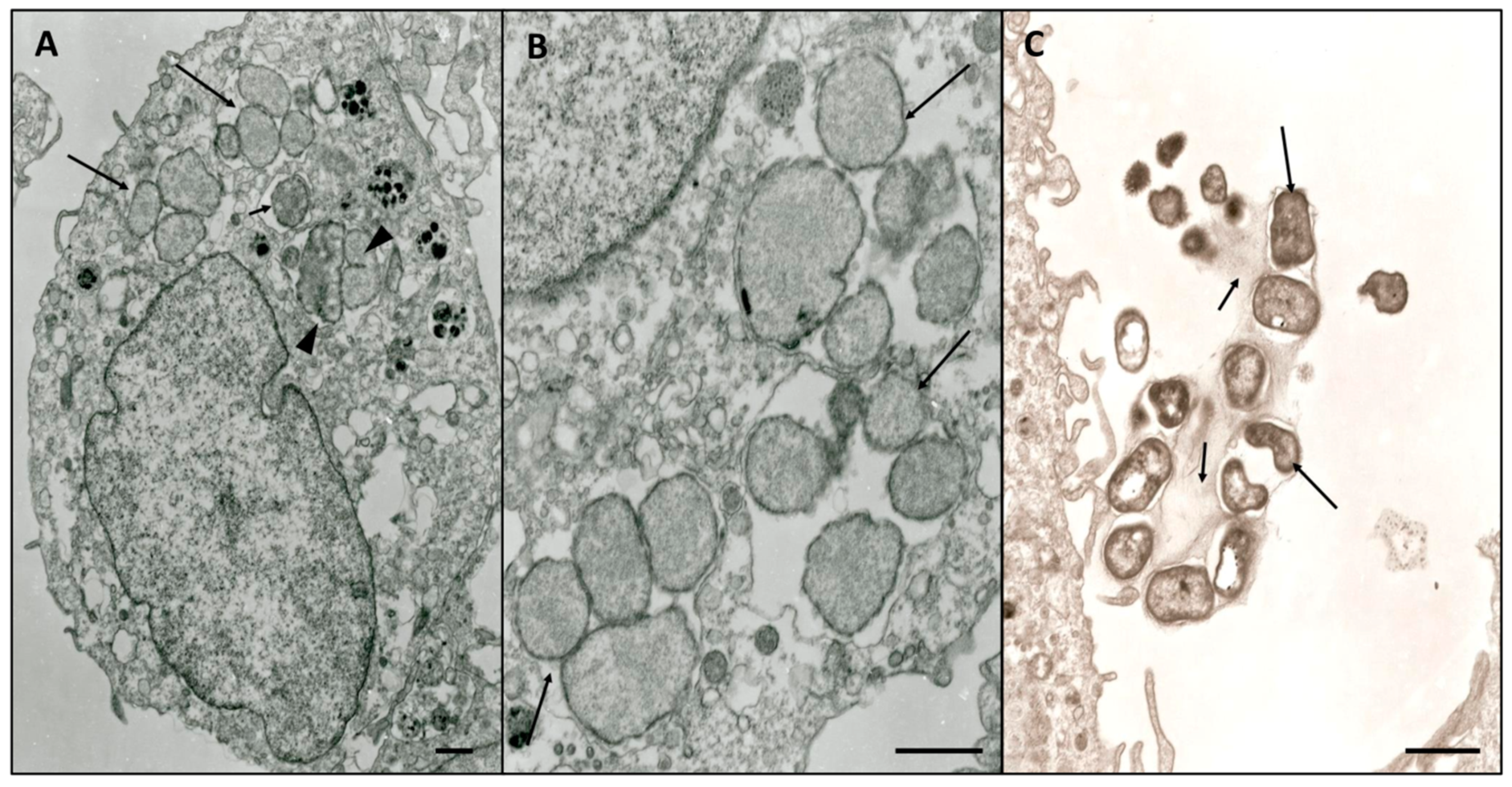 Microorganisms 07 00528 g003 Microorganisms 07 00528 g003