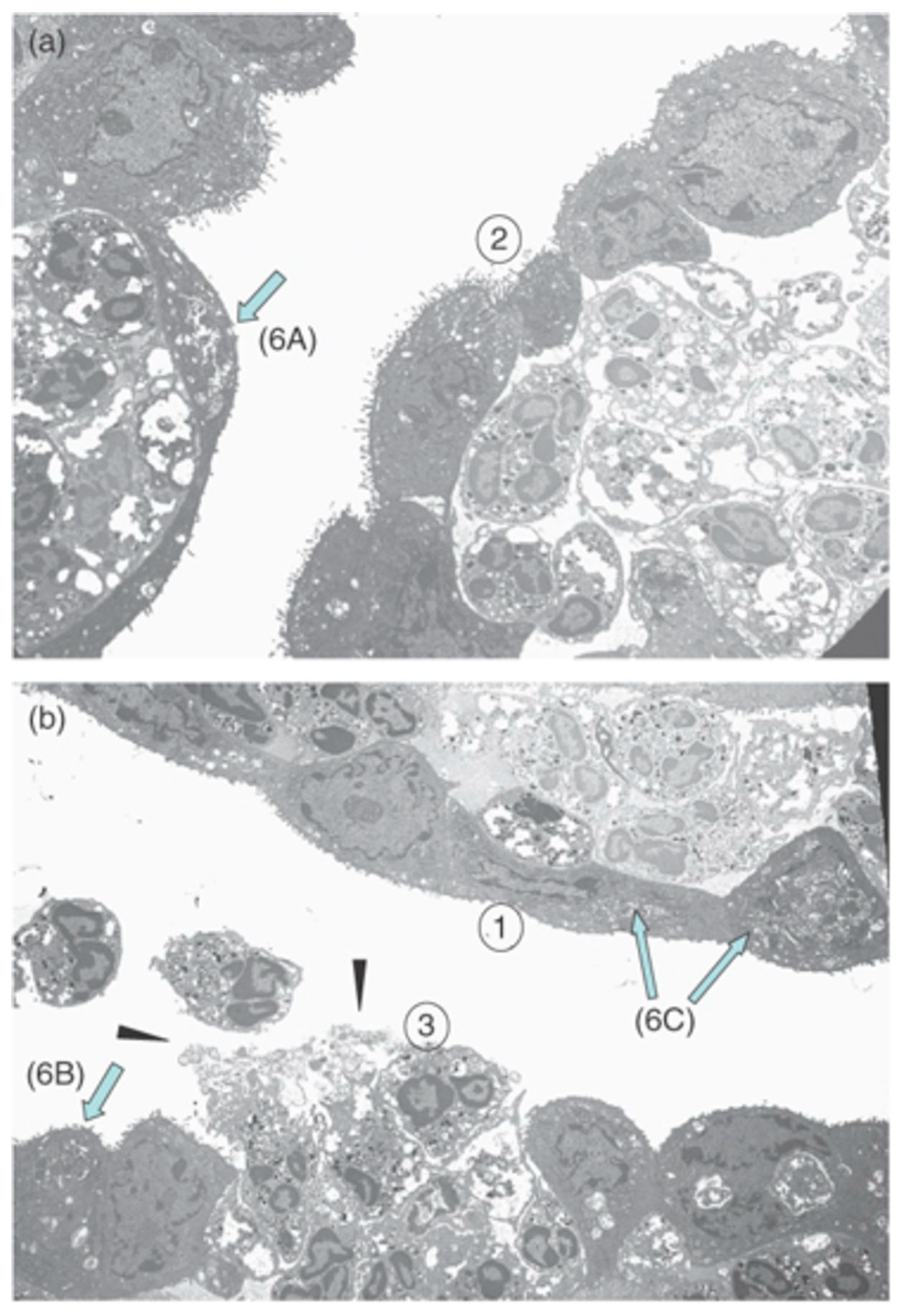 Microorganisms 07 00537 g003