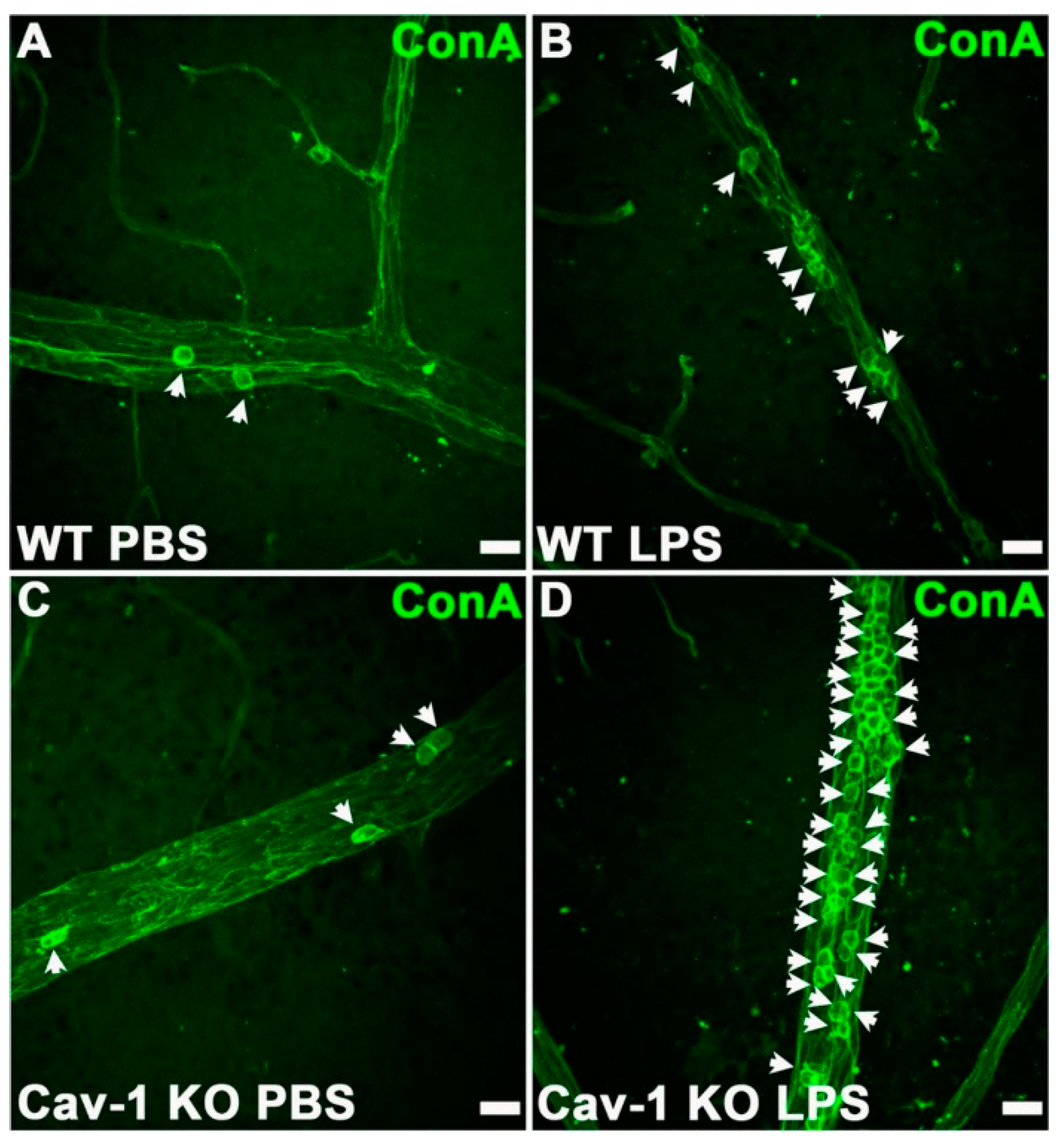 Microorganisms 07 00537 g006