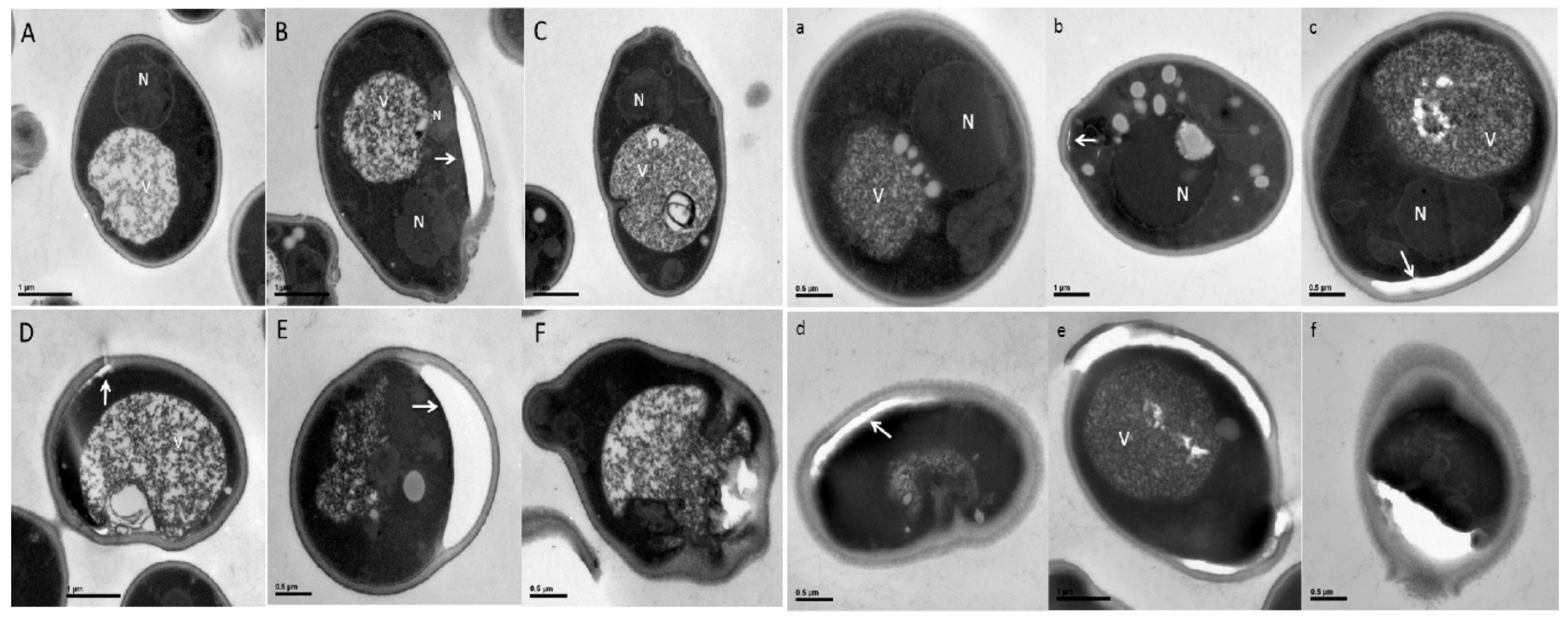 Microorganisms 07 00538 g005 Microorganisms 07 00538 g005
