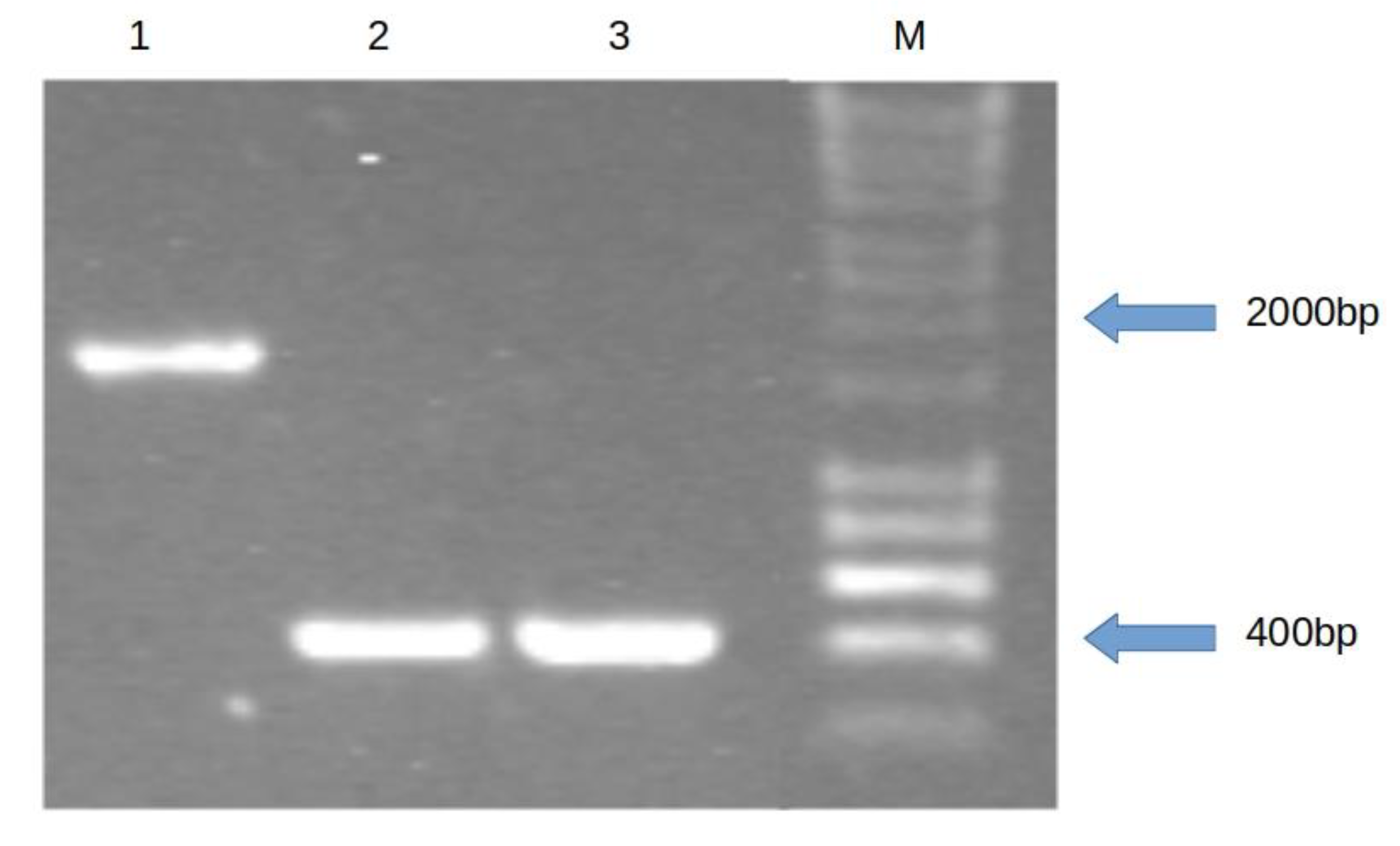 Microorganisms 07 00539 g002 550