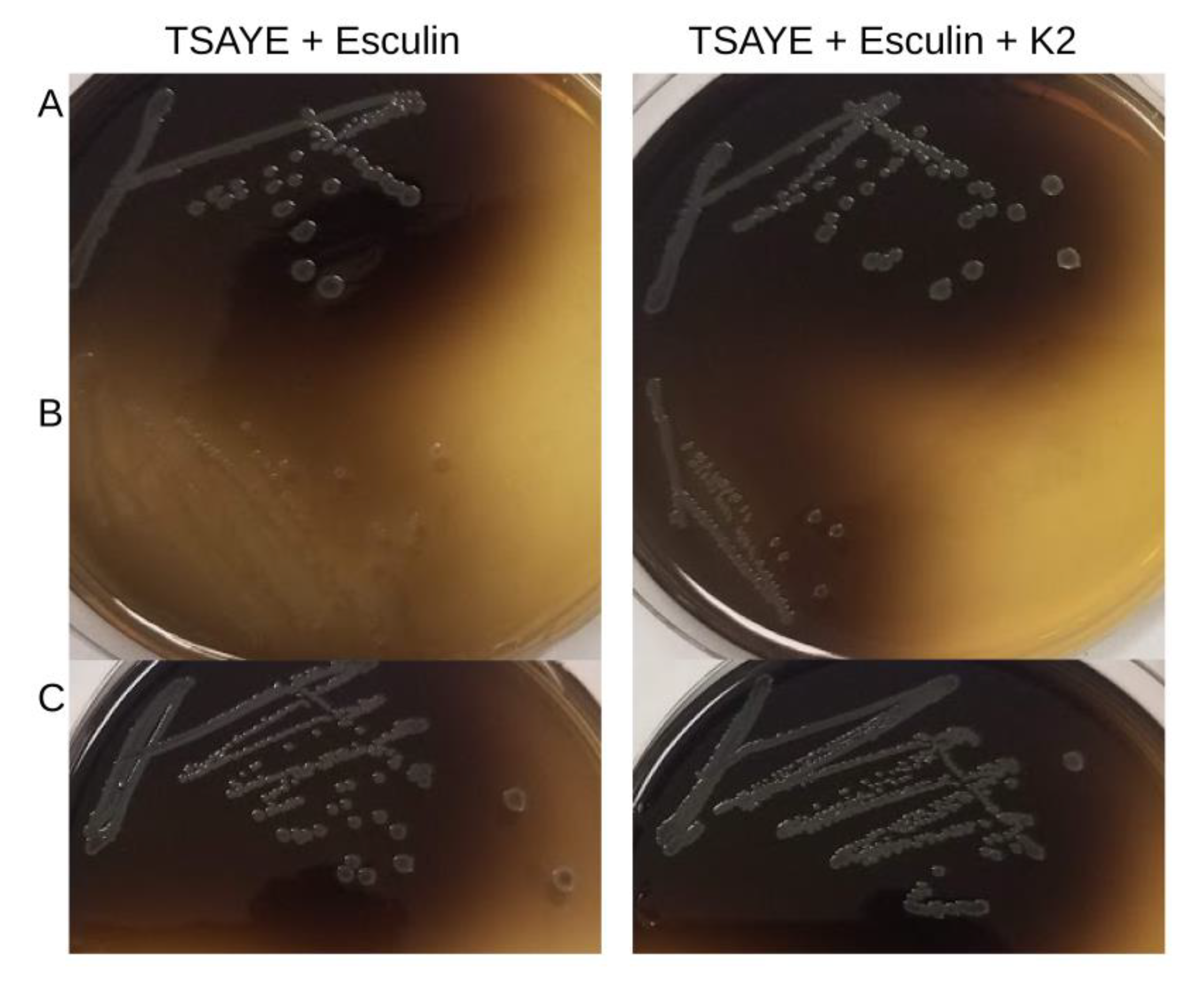 Microorganisms 07 00539 g003 550