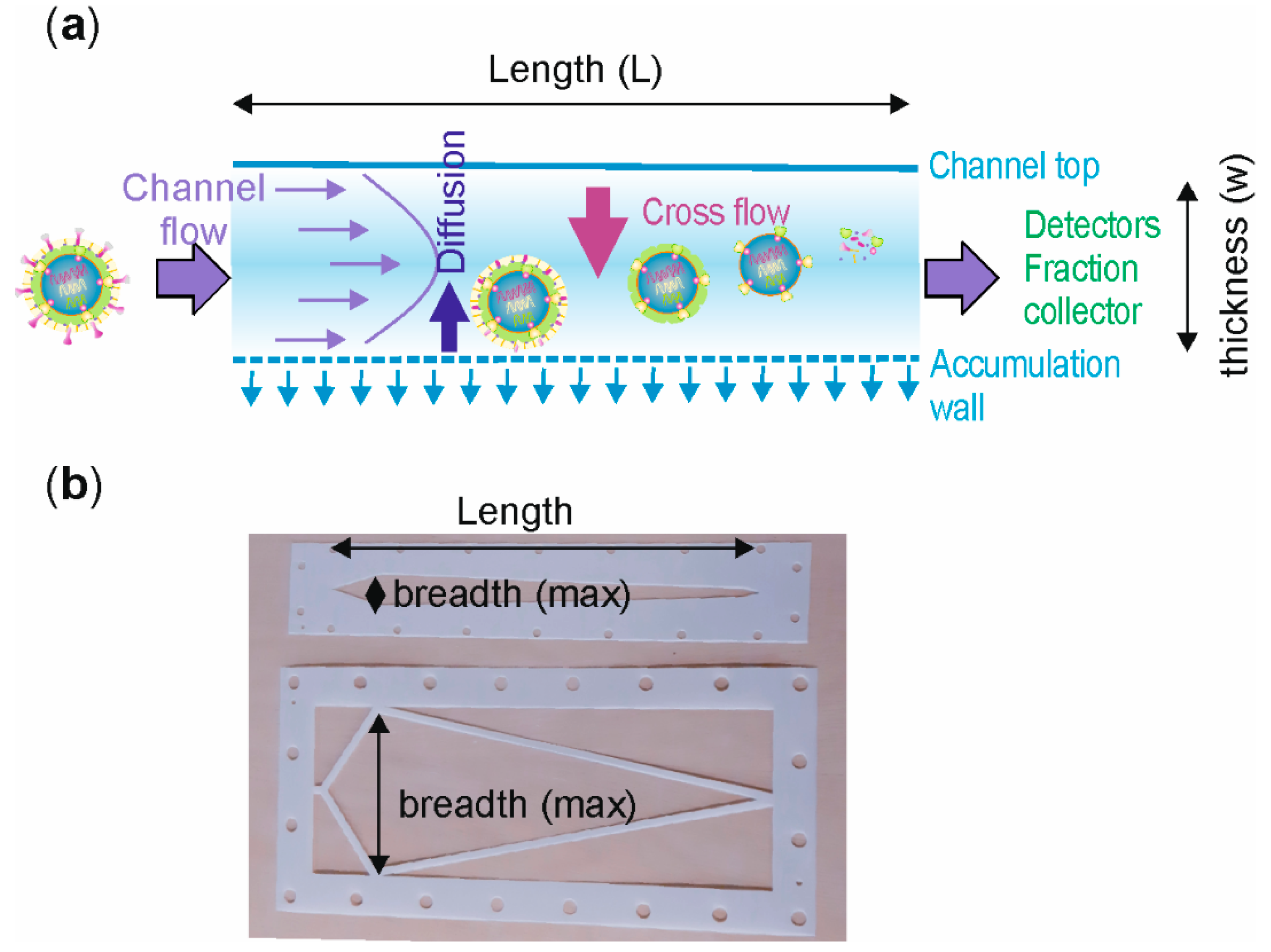 Microorganisms 07 00555 g001