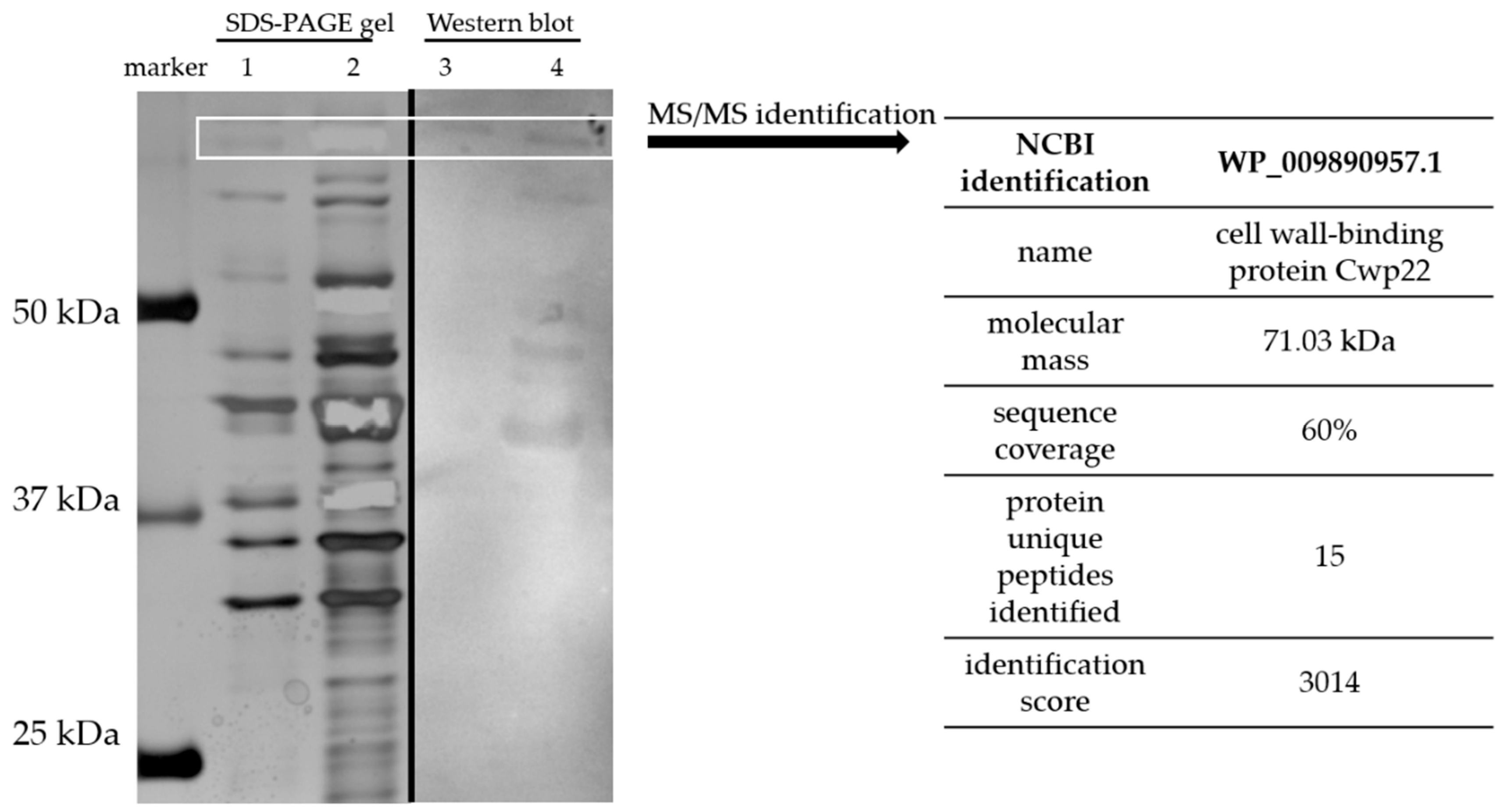 Microorganisms 07 00565 g001 Microorganisms 07 00565 g001