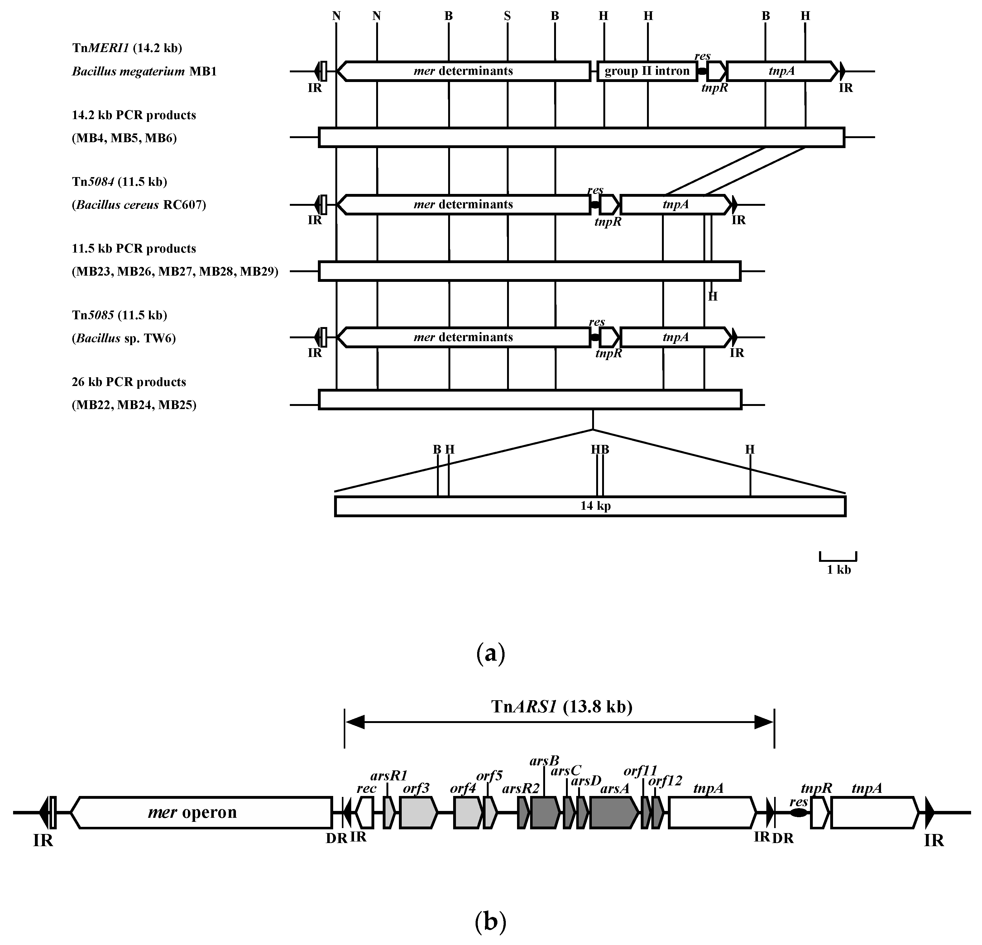 Microorganisms 07 00566 g001 Microorganisms 07 00566 g001
