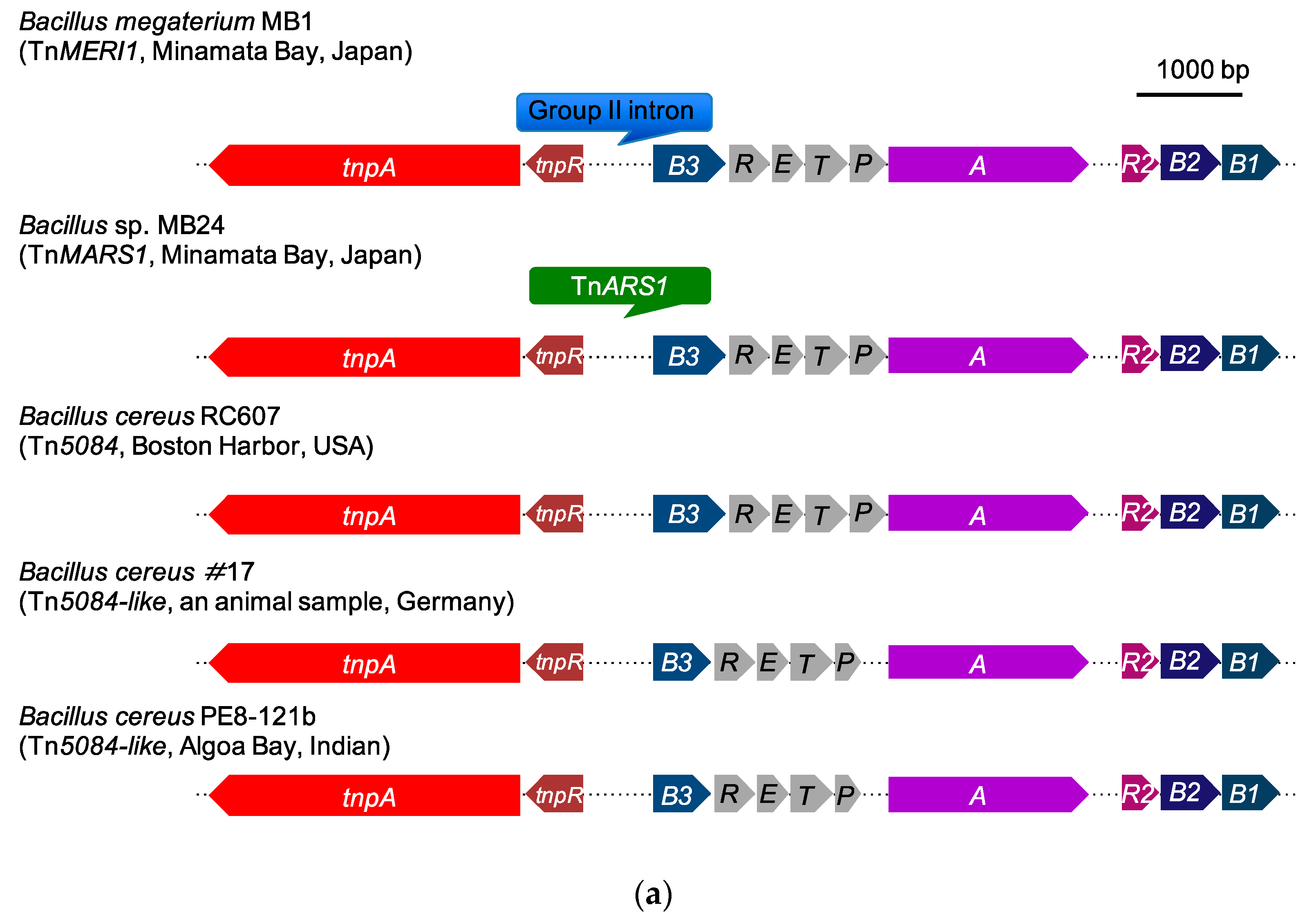 Microorganisms 07 00566 g004a Microorganisms 07 00566 g004a