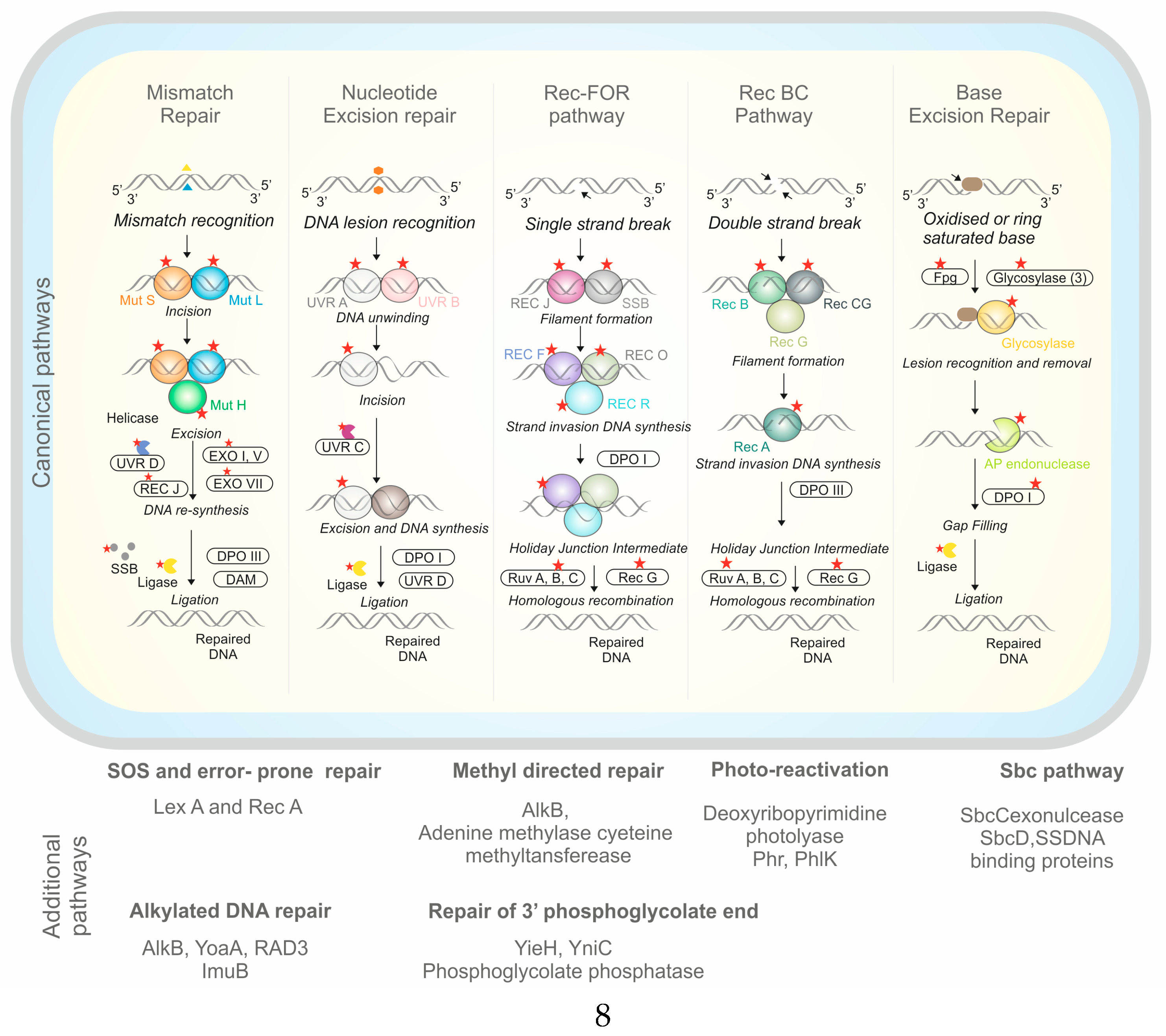 Microorganisms 07 00577 g005