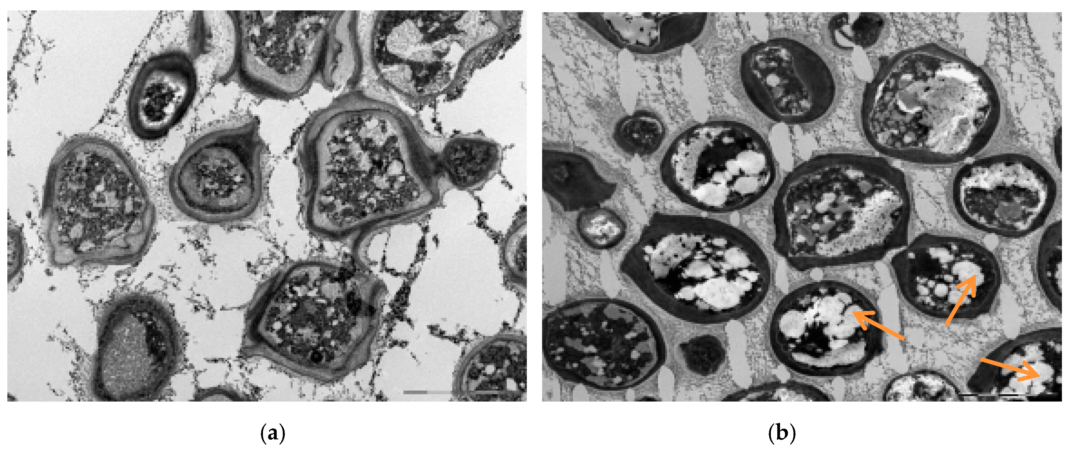 Microorganisms 07 00578 g008a