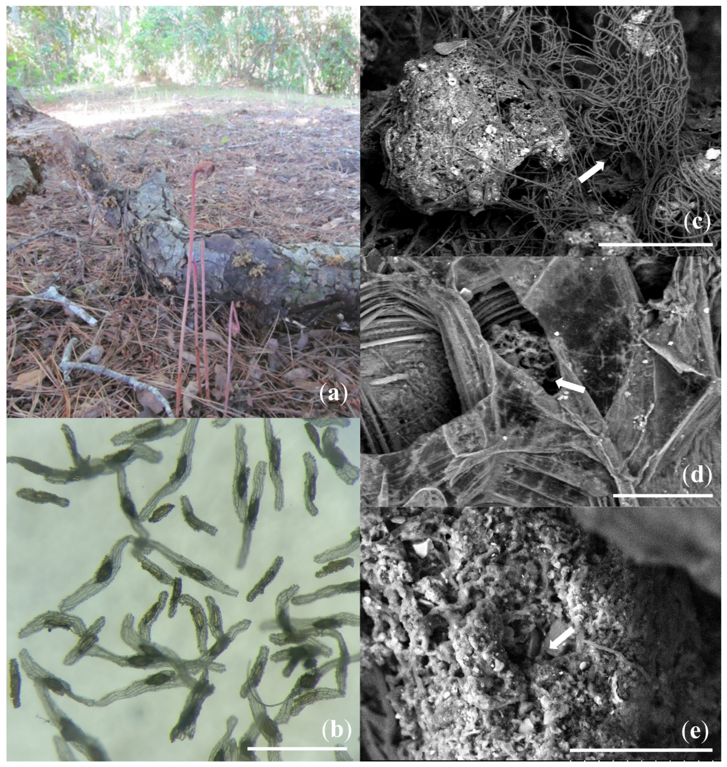 Microorganisms 07 00586 g001