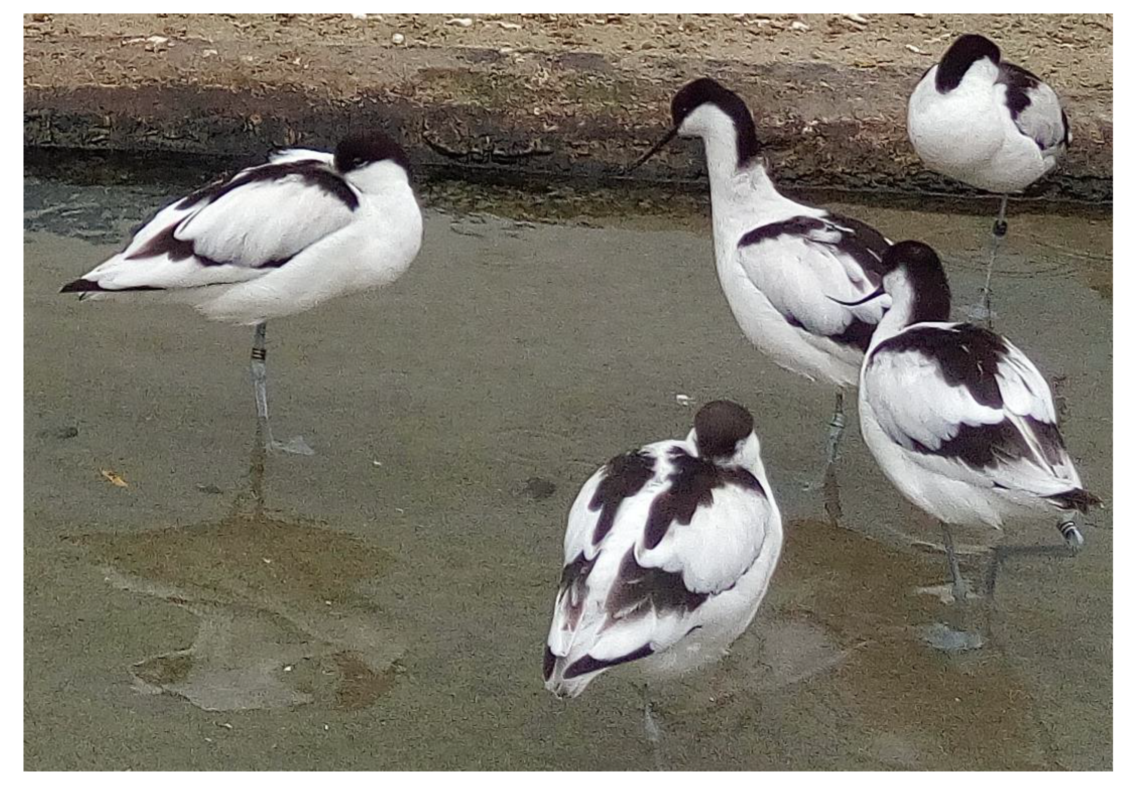 Microorganisms 07 00592 g001 Microorganisms 07 00592 g001