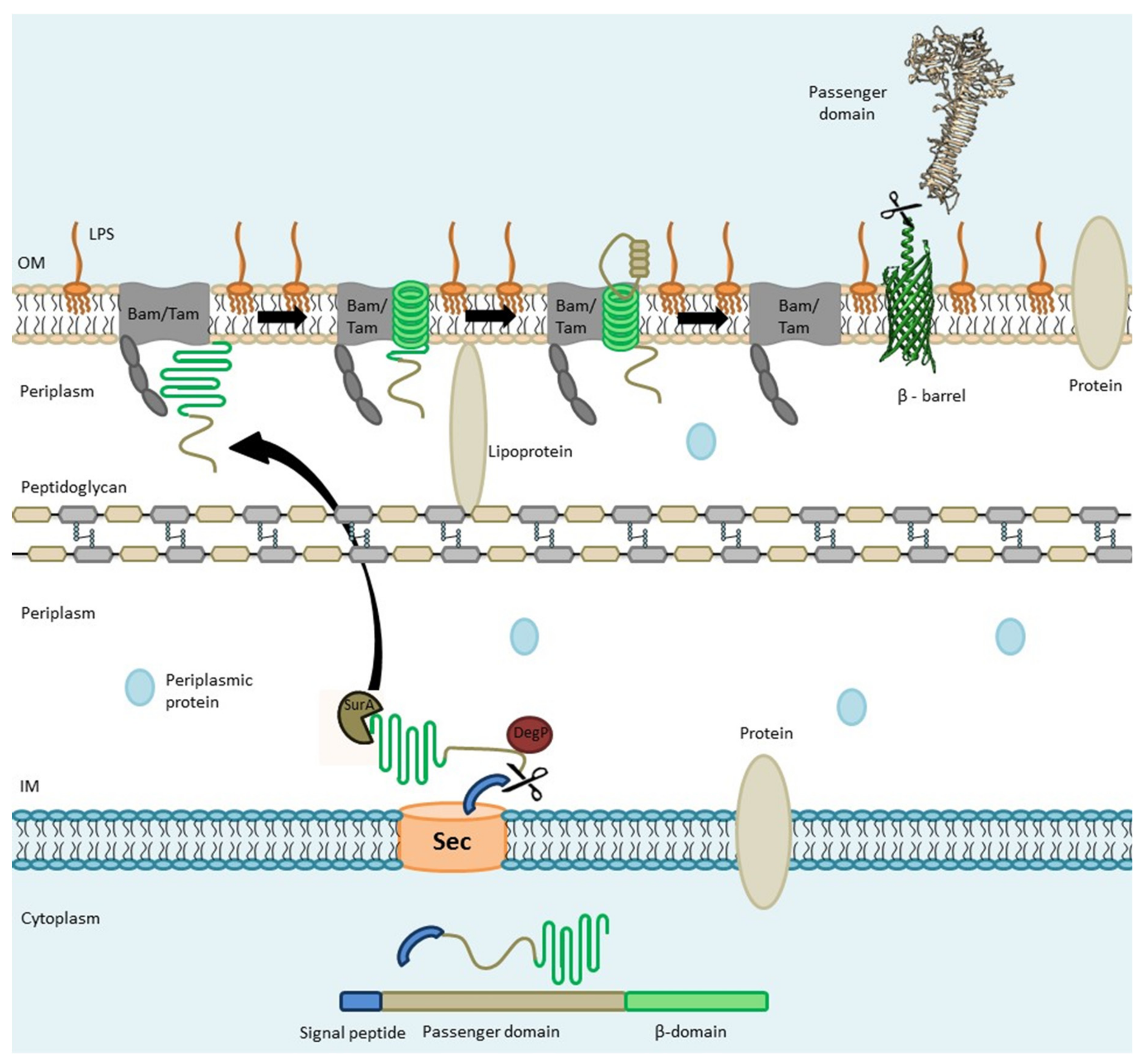 Microorganisms 07 00594 g002 Microorganisms 07 00594 g002
