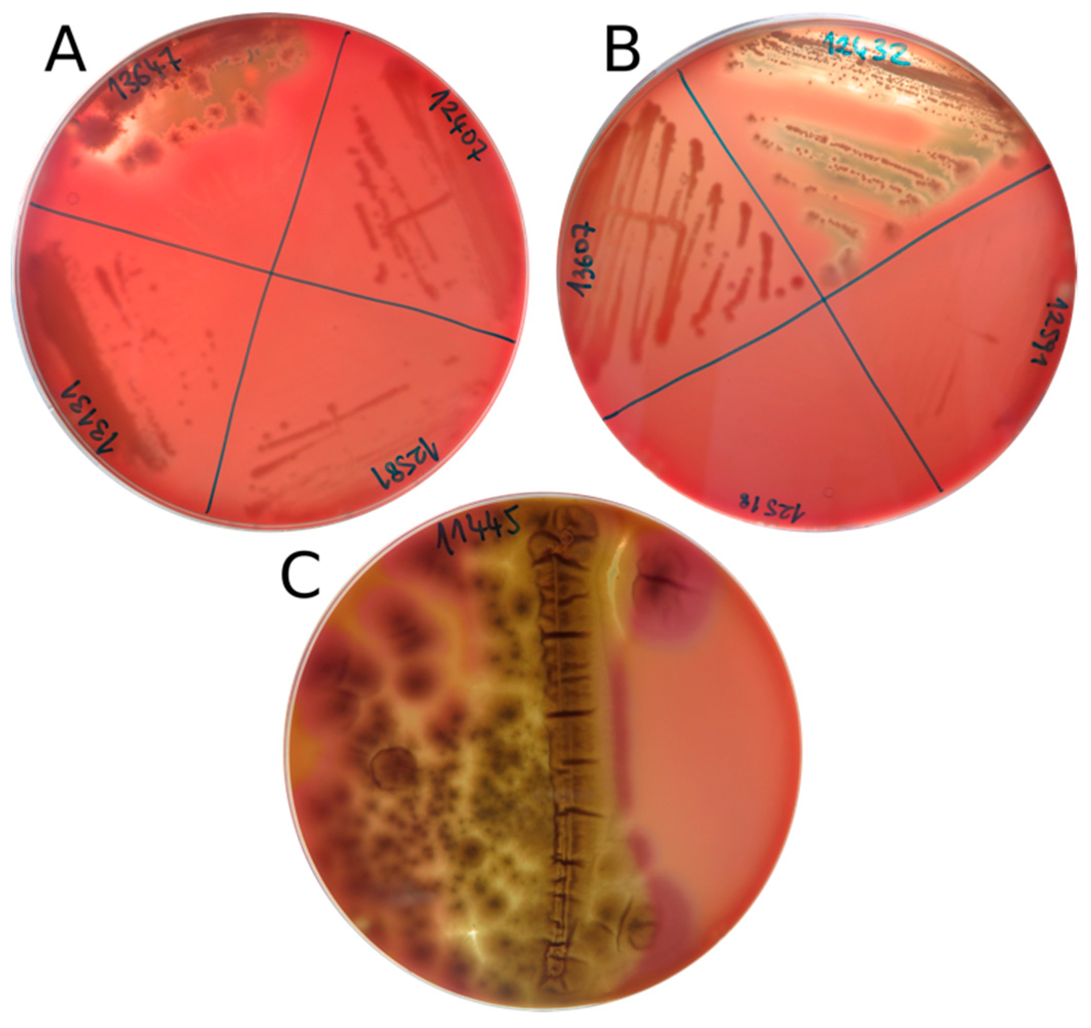 Mold test kit Guide to Using Mold Culture Plates or Settlement Plates to  Collect Mold Samples