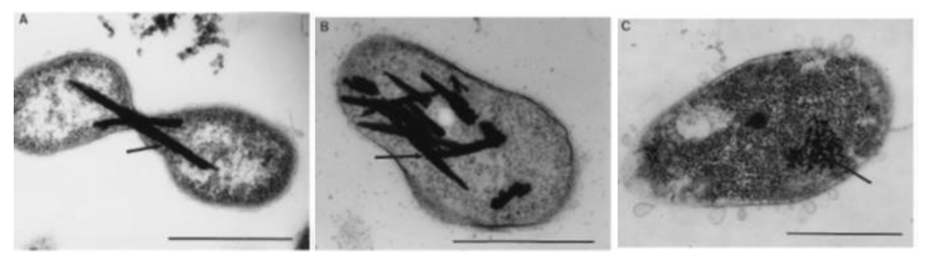 Microorganisms 07 00601 g008 Microorganisms 07 00601 g008