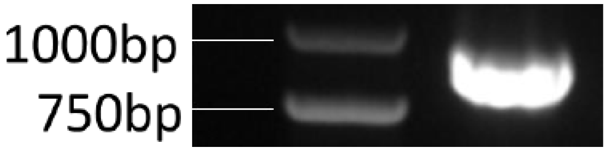 Microorganisms 07 00605 g003 Microorganisms 07 00605 g003