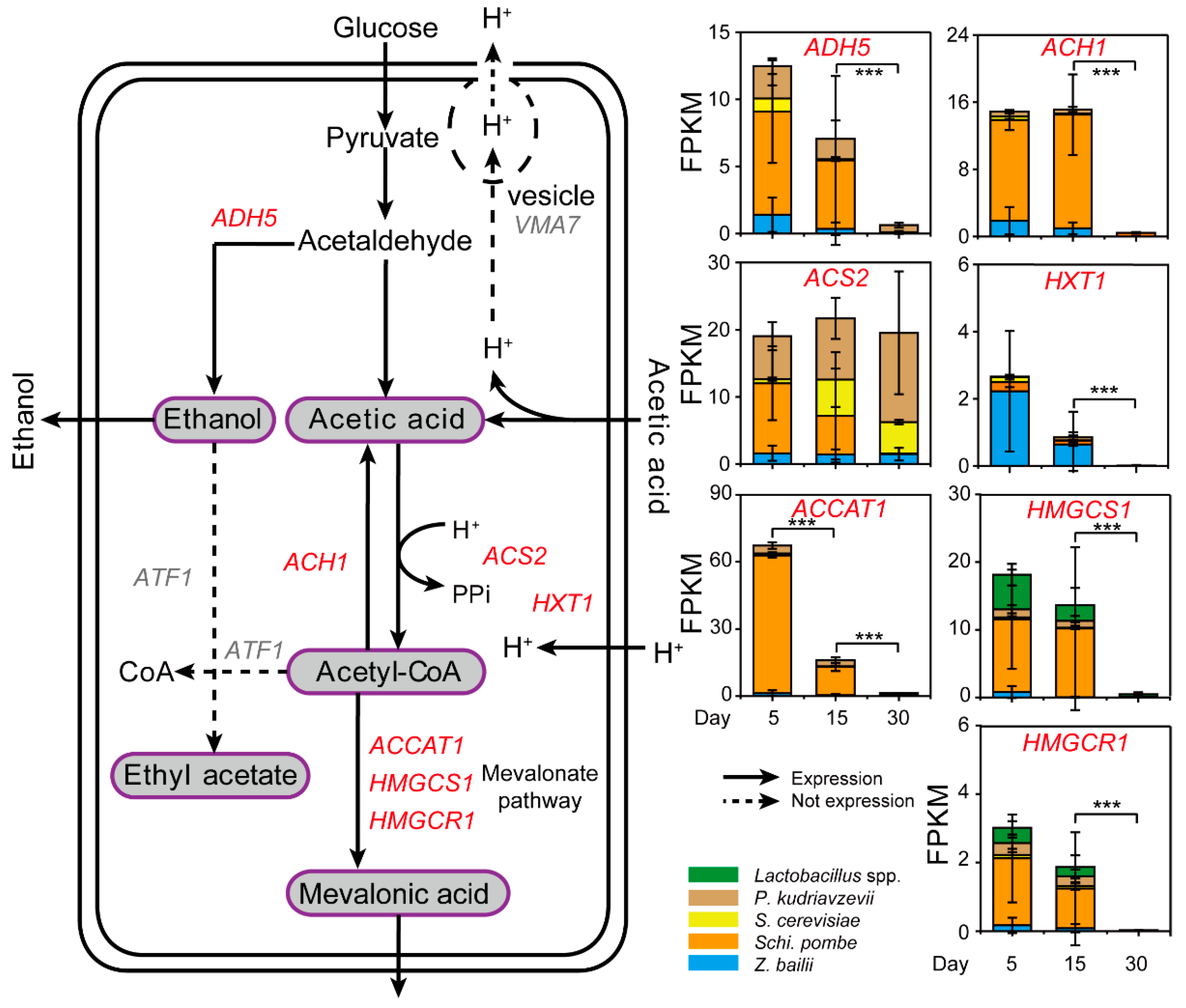 Microorganisms 07 00606 g004