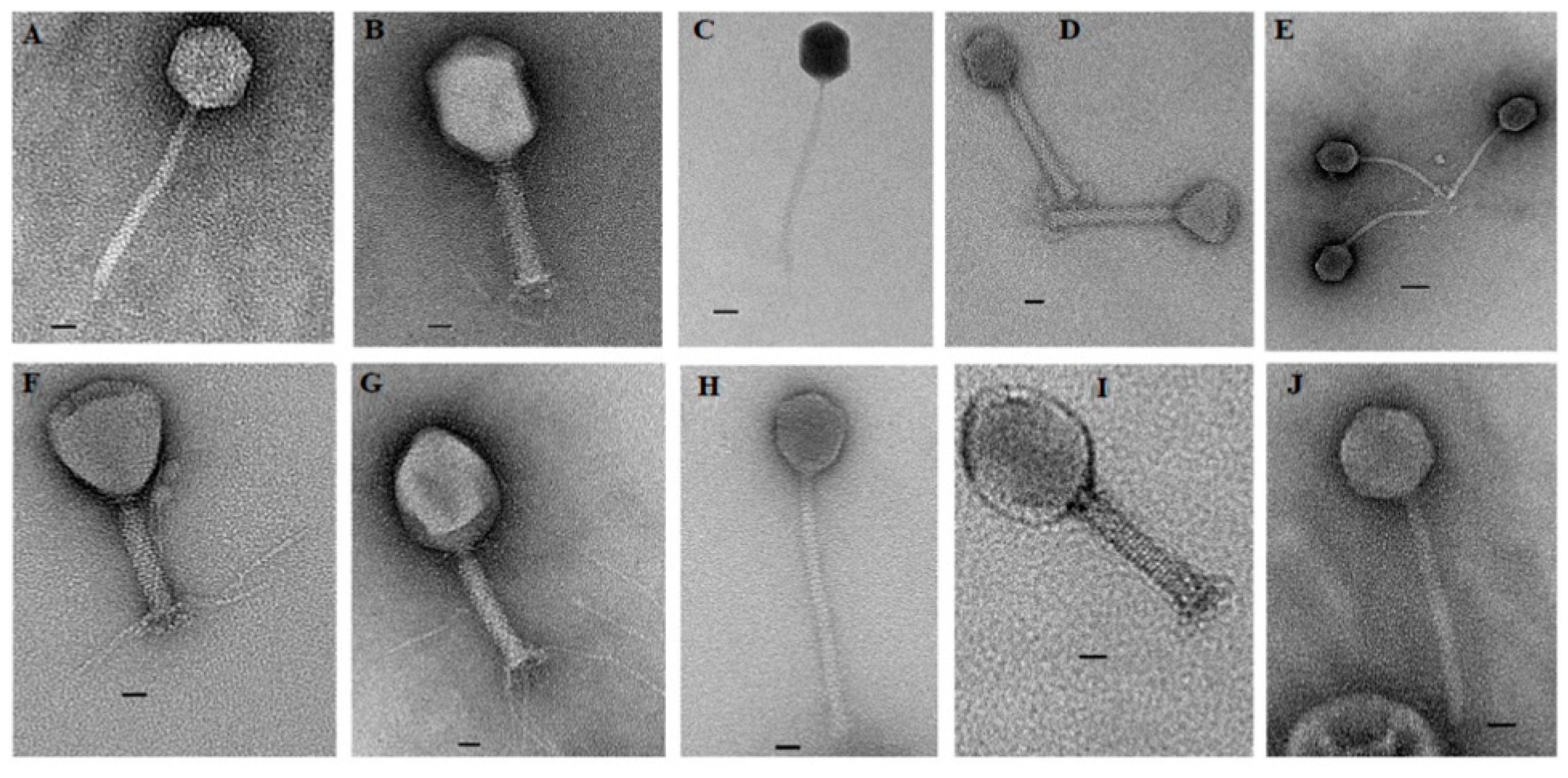 Microorganisms 07 00615 g001
