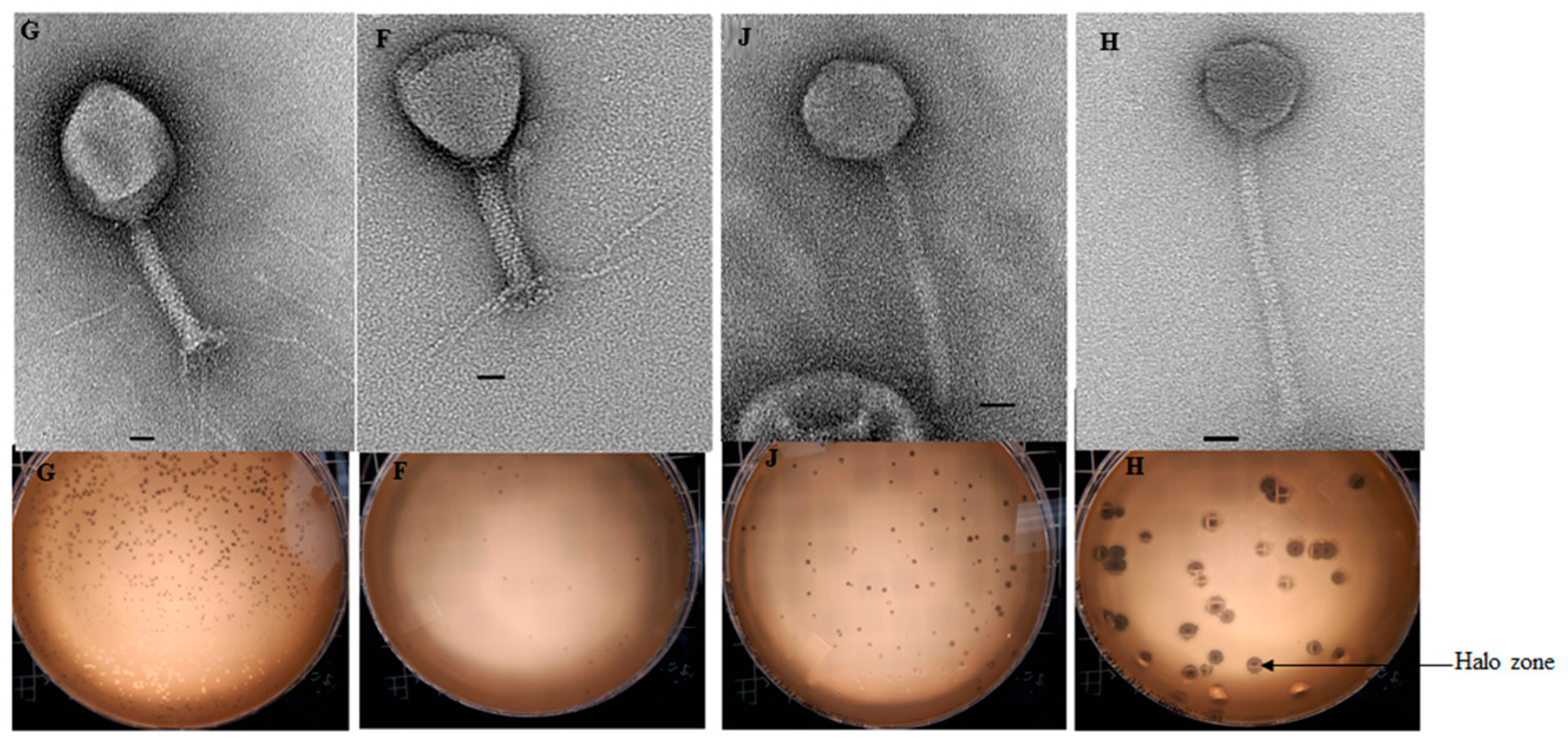 Microorganisms 07 00615 g002