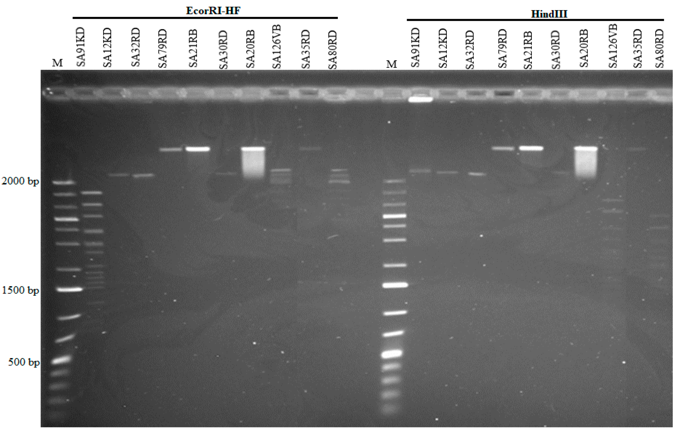 Microorganisms 07 00615 g004